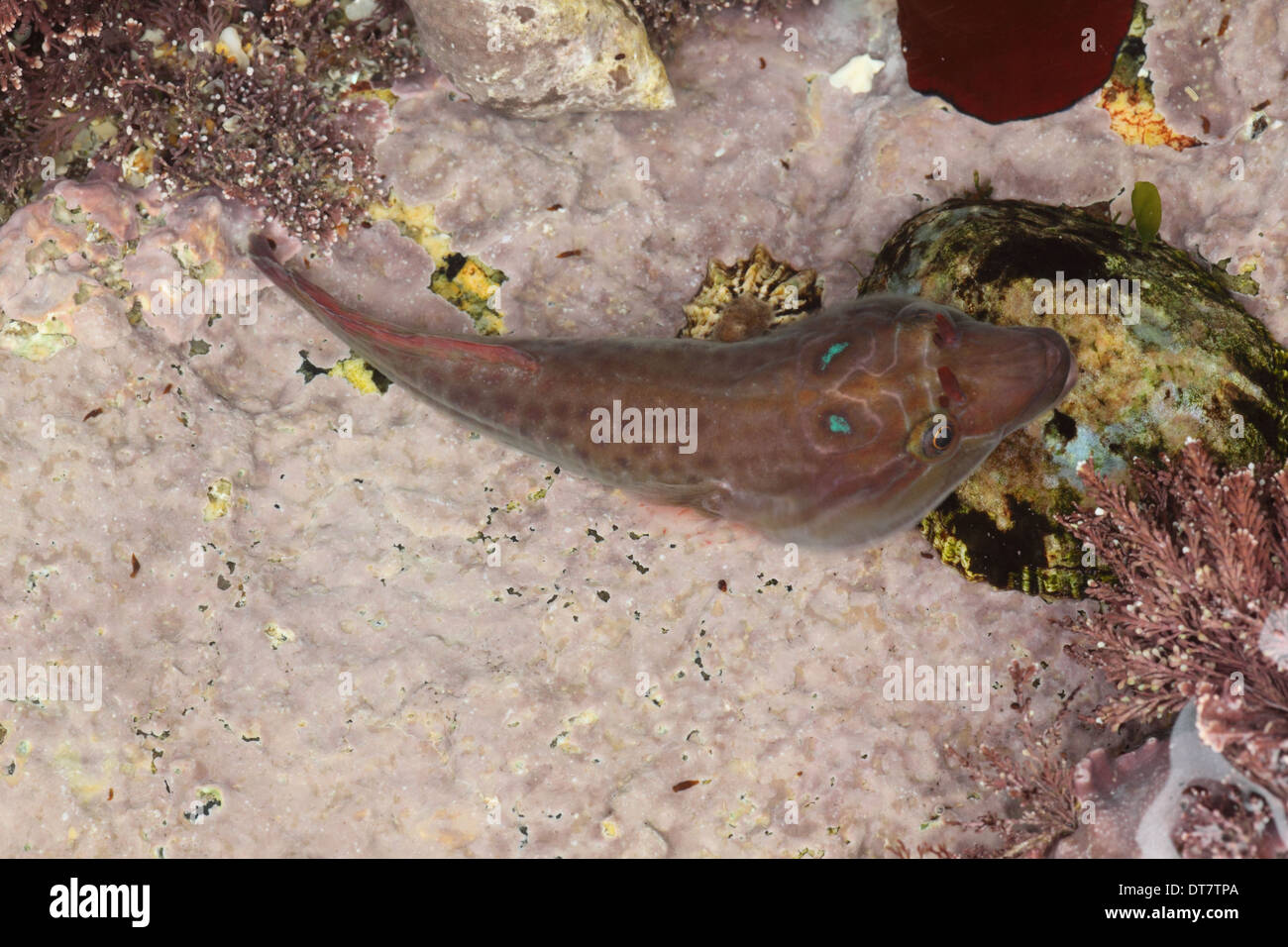 Shore Clingfish (Lepadogaster purpurea) adult, in rockpool at low tide, Sennon Cove, Cornwall, England, November Stock Photo