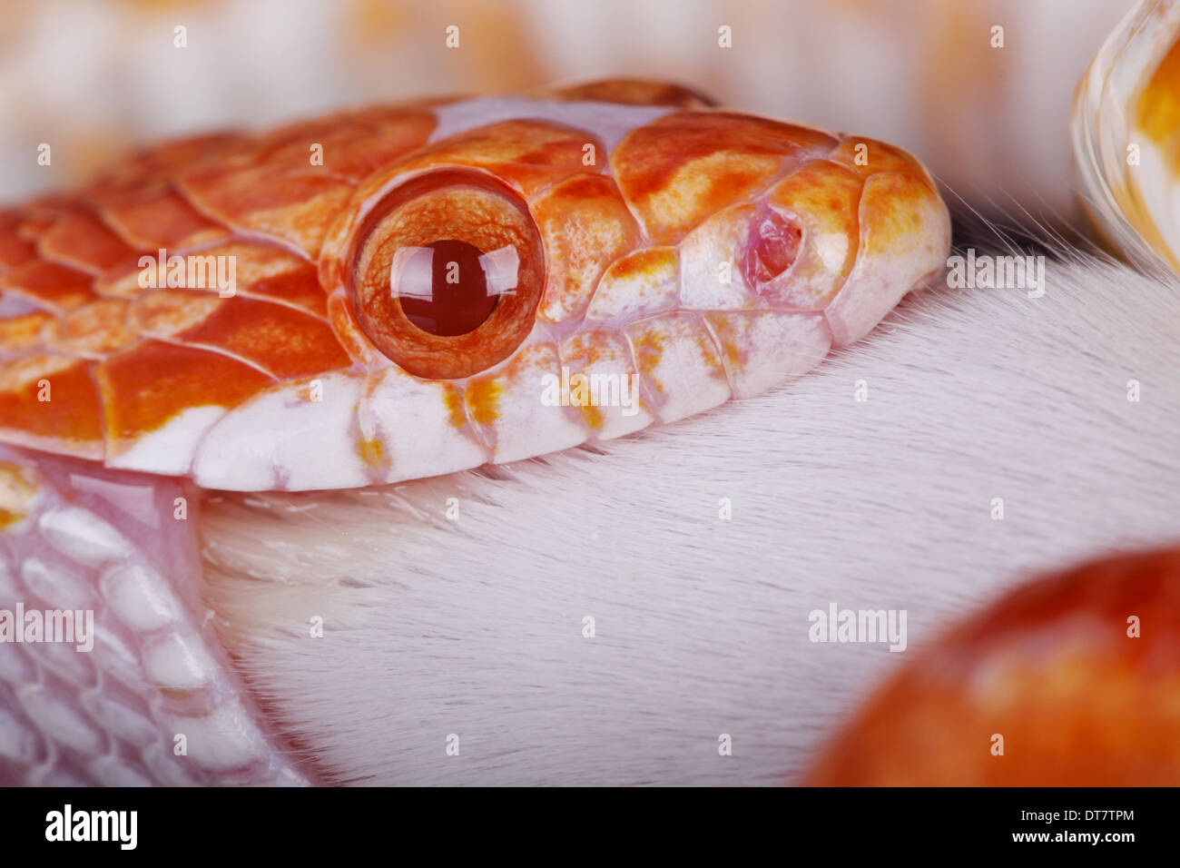 A corn snake eating a mouse hi-res stock photography and images - Alamy