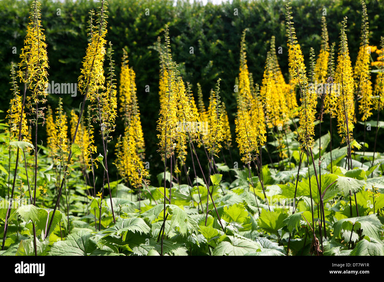 Ligularia 'The Rocket' / leopard plant, against a dark yew (Taxus baccata) background Stock Photo