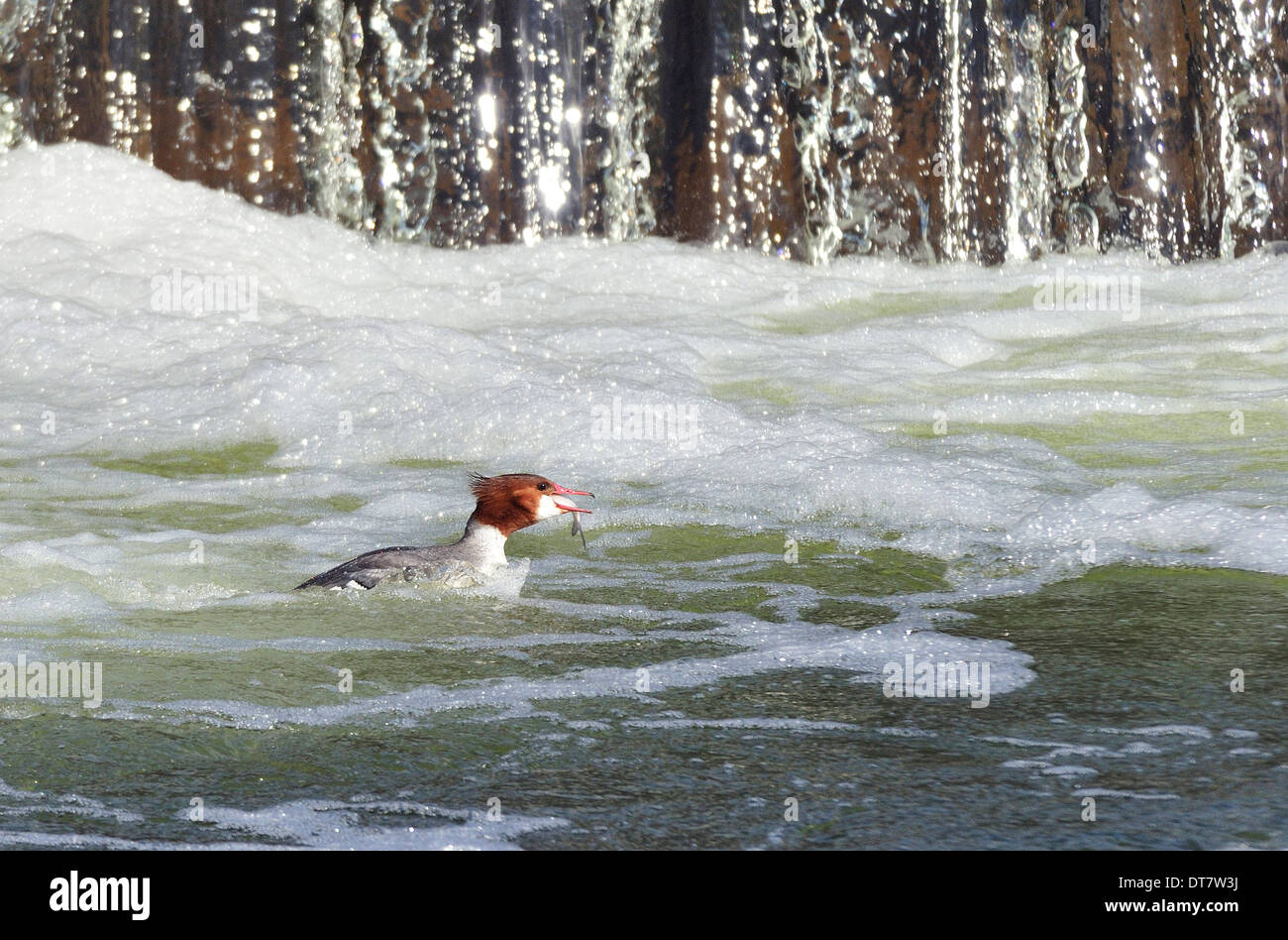 Female hooded merganser swallowing fish. Stock Photo