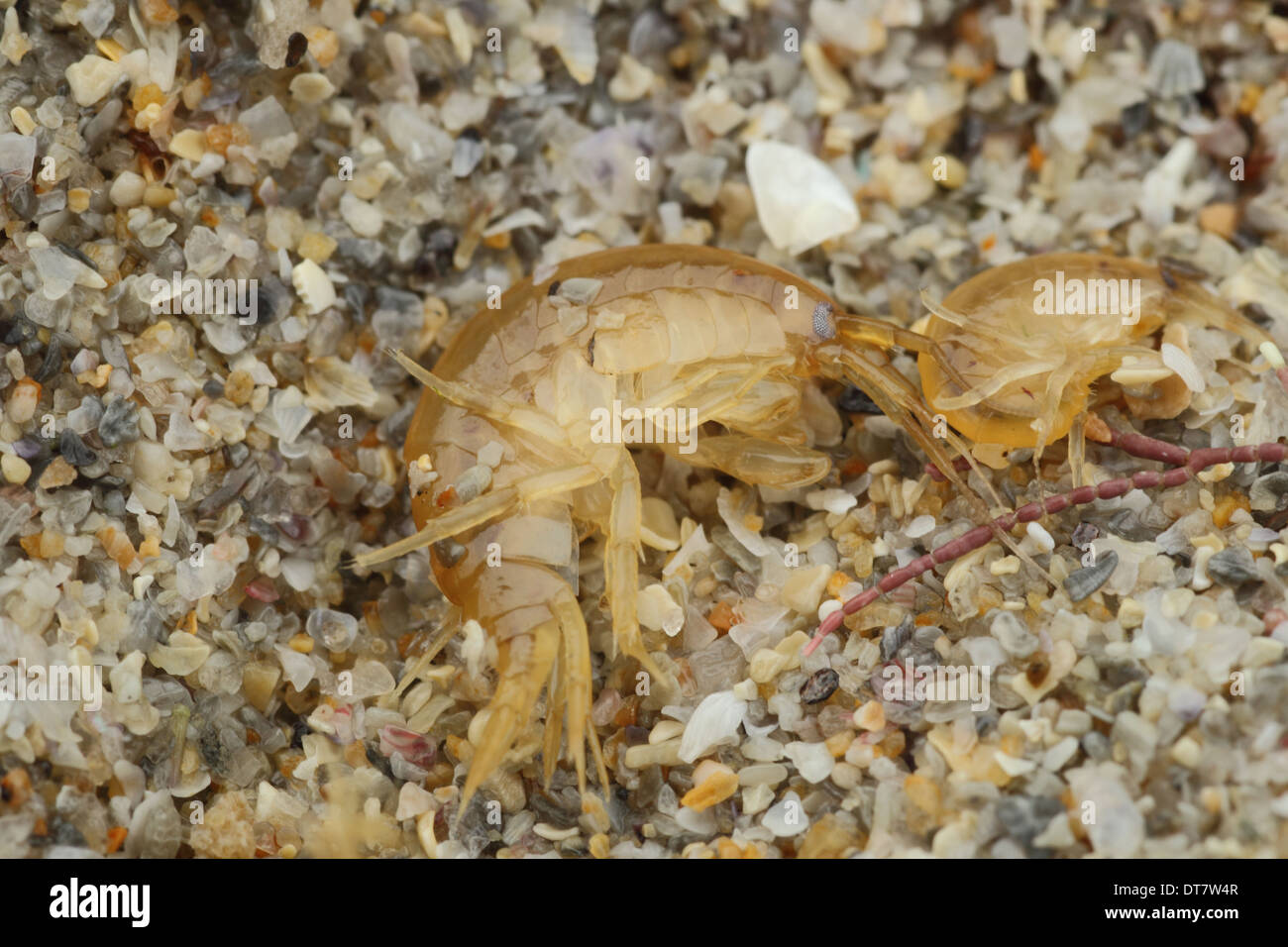 Gammarid Shrimp (Gammarus locusta) two adults, under stone on shore, Sennon Cove, Cornwall, England, November Stock Photo
