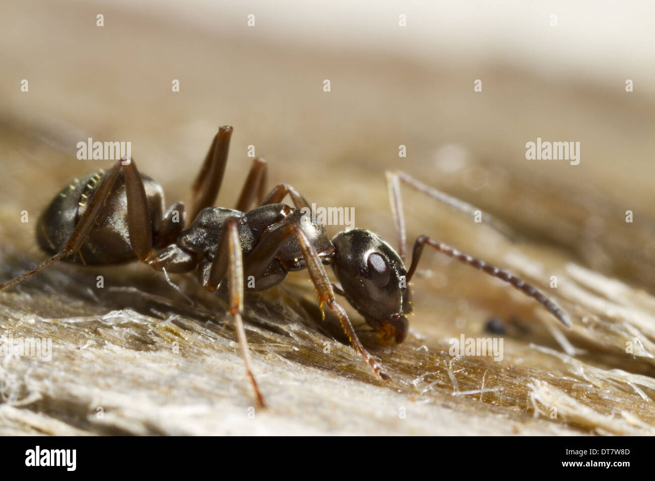 Negro Ant (Formica fusca) adult worker, standing on wood, Powys, Wales, July Stock Photo