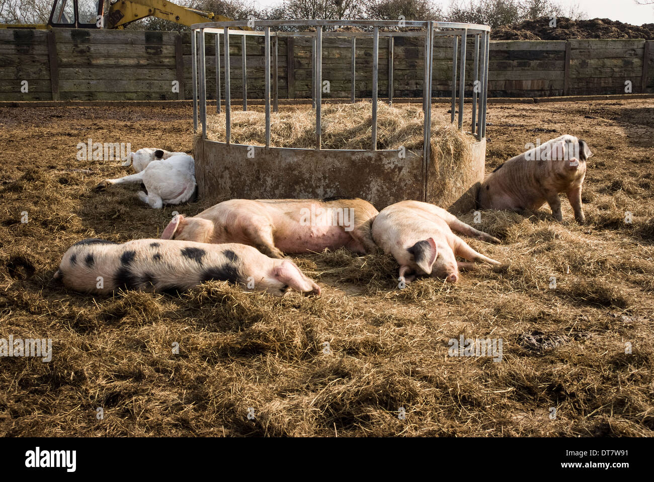 Pigs in field on farm, Royal Wootton Bassett Wiltshire, UK Stock Photo