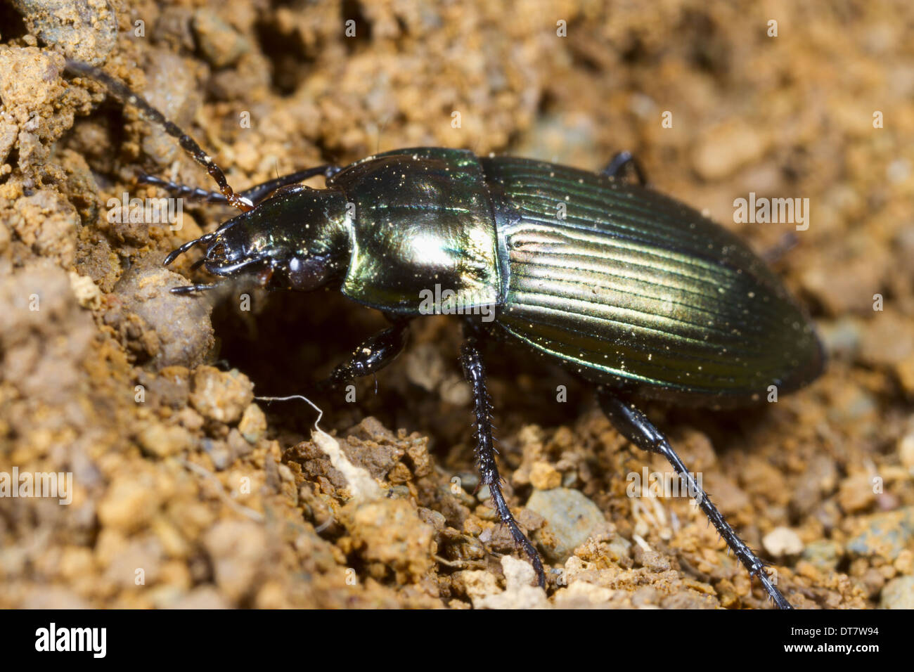 Ground Beetle (Poecilus cupreus) adult, Powys, Wales, June Stock Photo