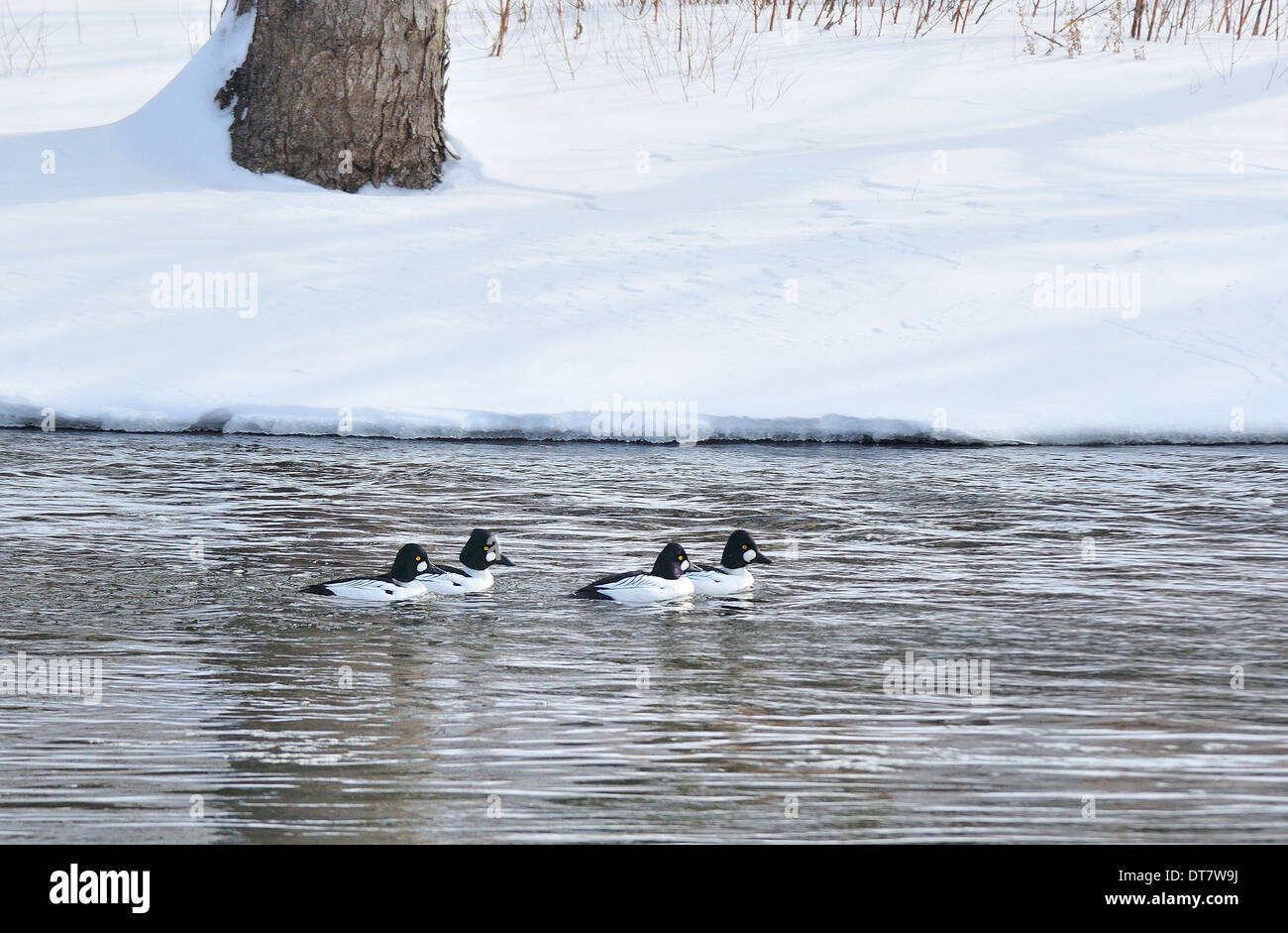 Four Goldeneyes ducks swimming downstream in winter landscape. Stock Photo