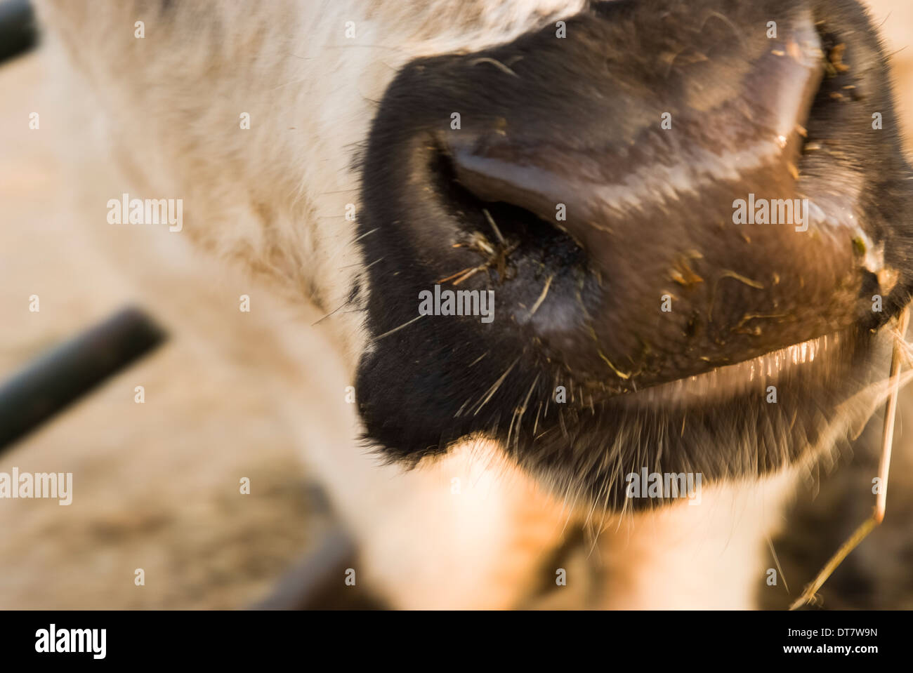 Close up photograph of a British White Cow's nose, snout. Landscape format Stock Photo