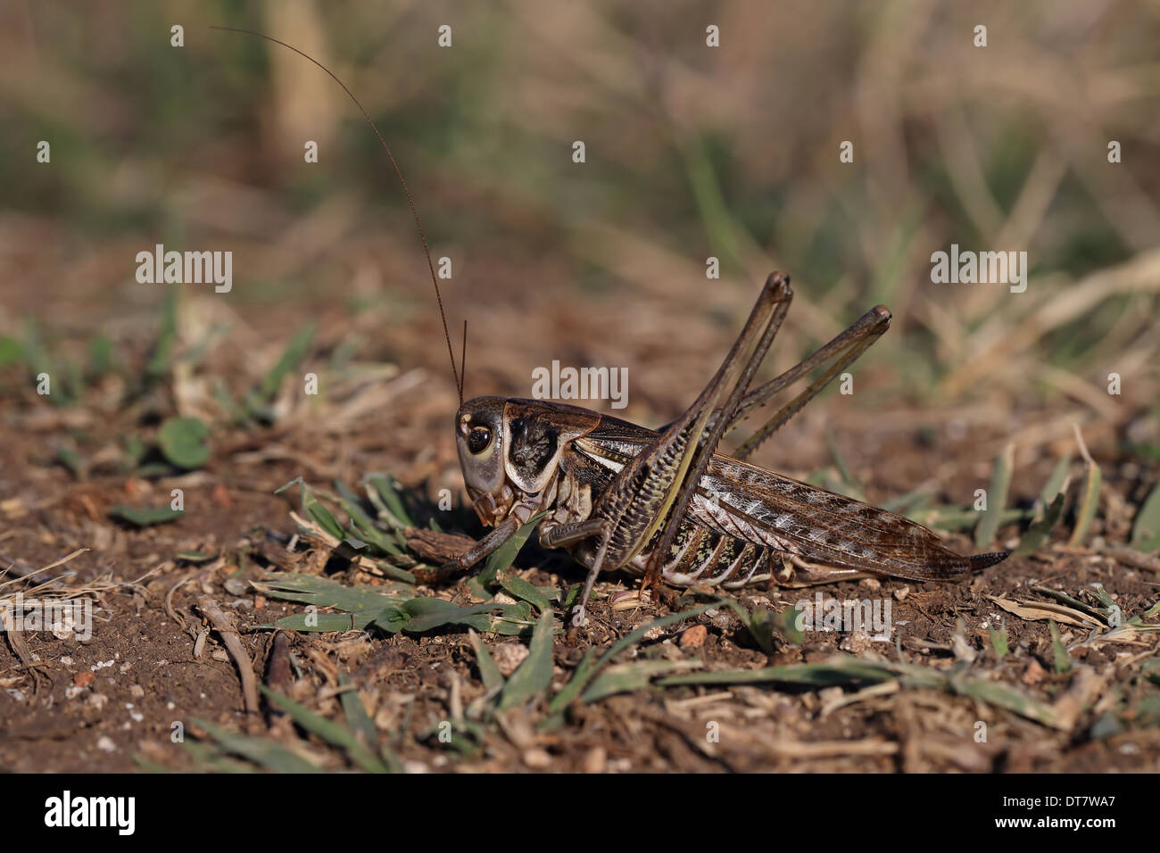 White-faced Bush-cricket (Decticus albifrons) adult female, resting on ground, Bulgaria, September Stock Photo