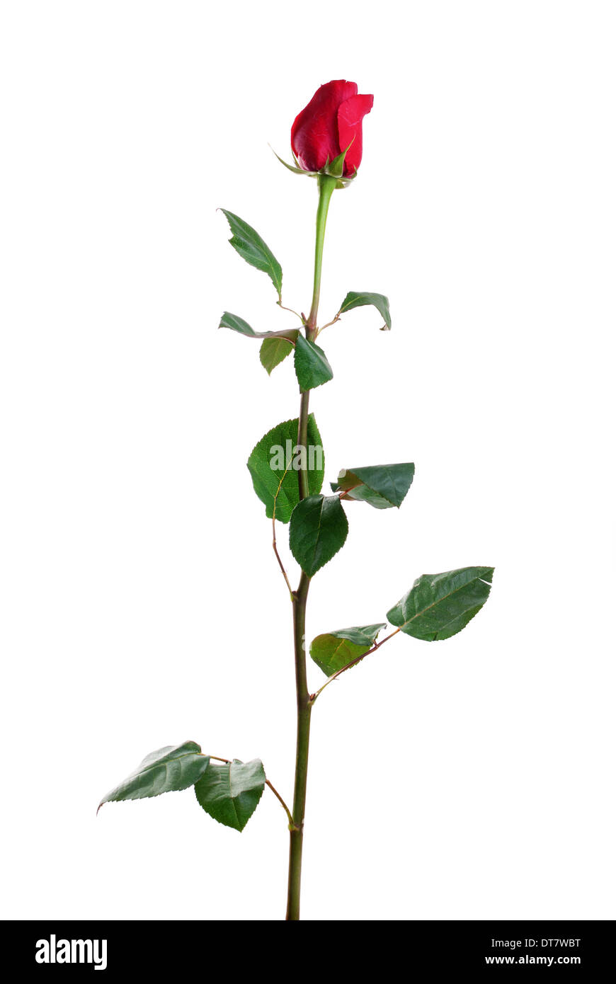 Red rose with leaves isolated on white Stock Photo Alamy