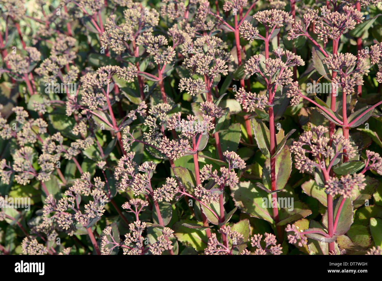 Hylotelephium 'Matrona' / Sedum 'Matrona', stonecrop - dense clusters of pale pink flowers, large, ovate grey-green leaves tinged purple Stock Photo