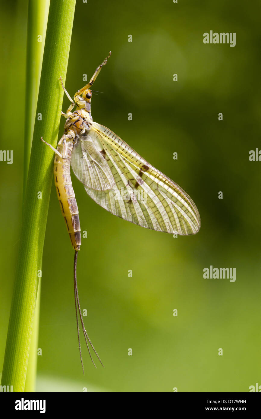 Mayfly (Ephemeroptera sp.) adult, resting on grass stem, Powys, Wales, June Stock Photo