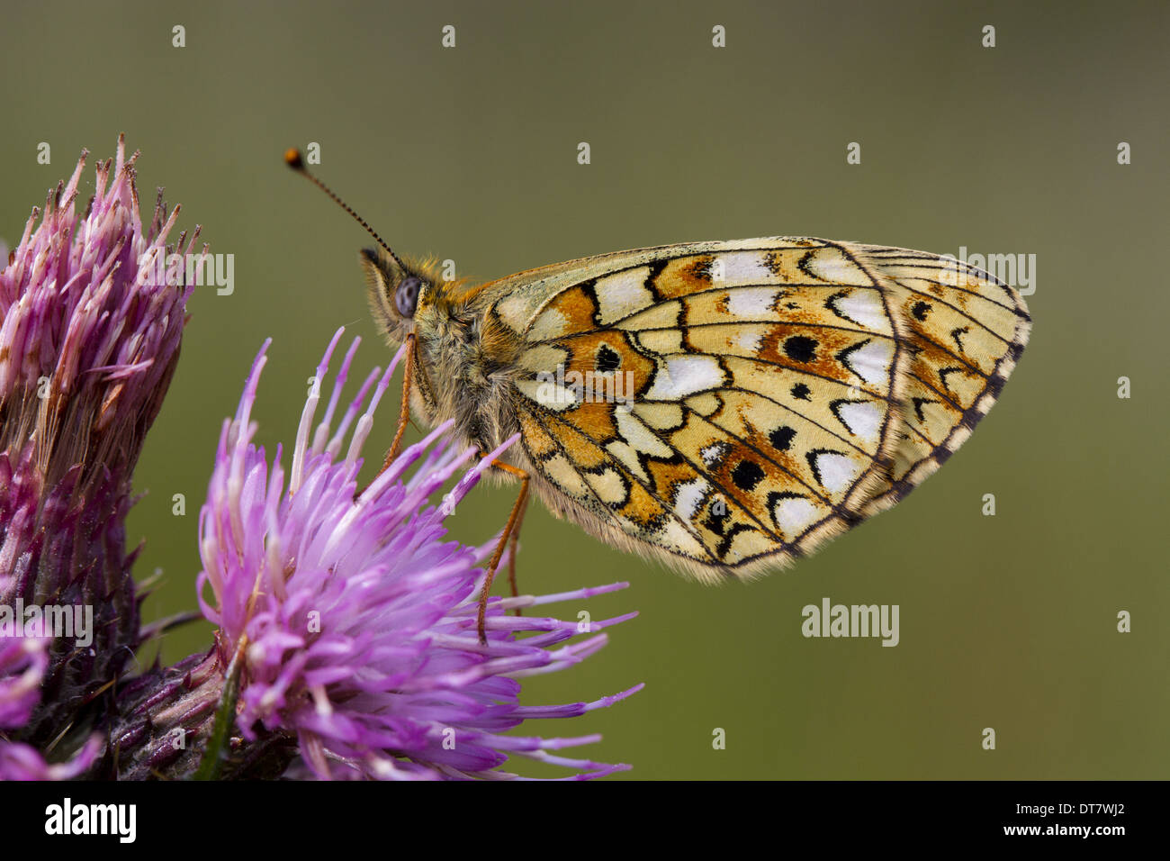 Small Pearl-bordered Fritillary (Boloria selene) adult, resting on Marsh Thistle (Cirsium palustre) flower, Powys, Wales, July Stock Photo
