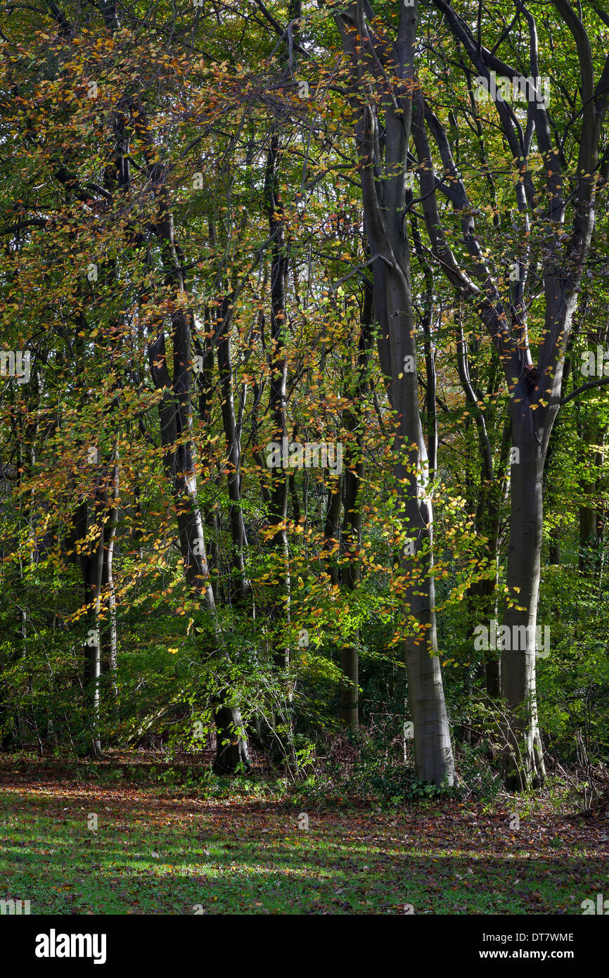 Beech trees (Fagus sylvatica) in low sunshine in autumn Stock Photo