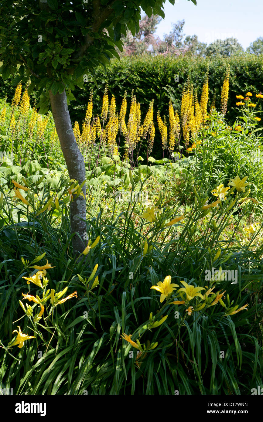 Ligularia 'The Rocket', yellow Hemerocallis (Daylily) Stock Photo