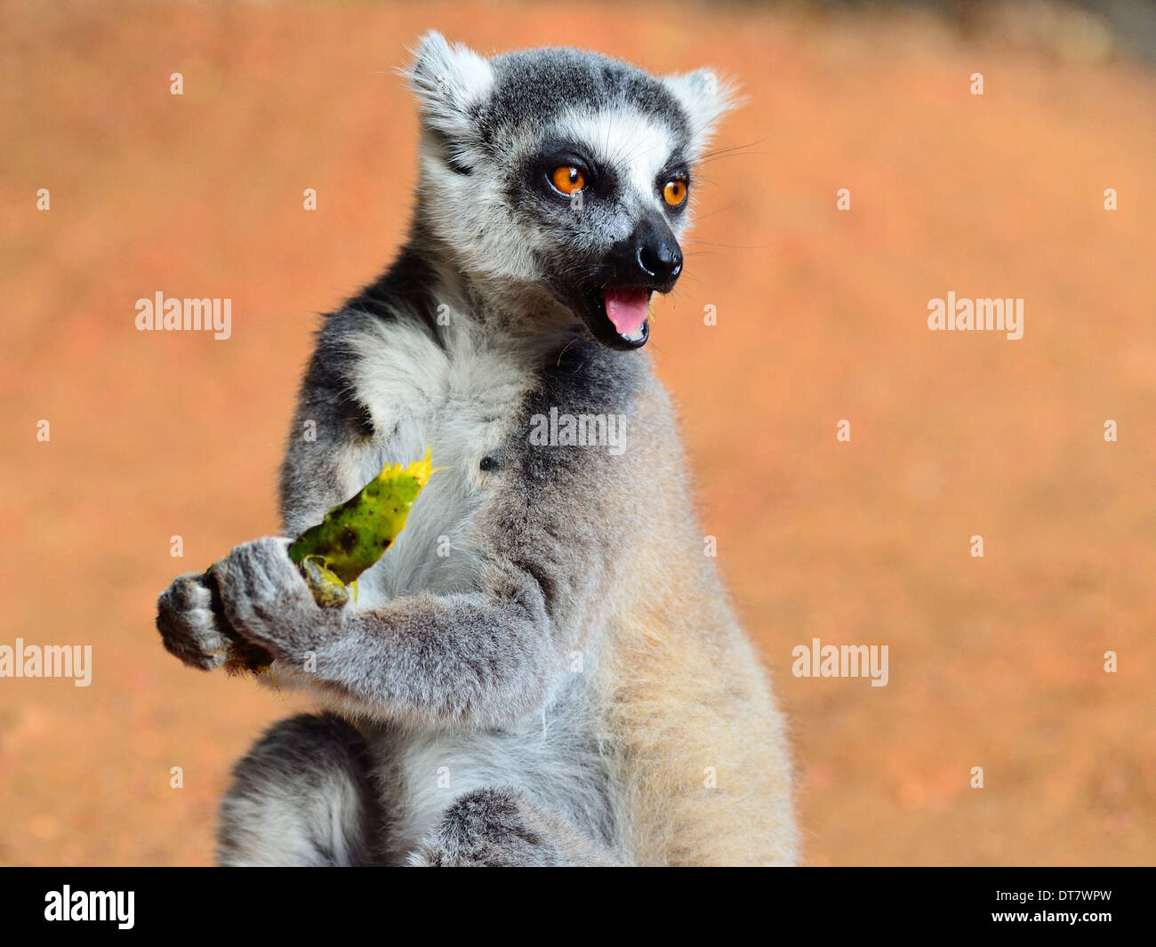 ring tailed lemur eating mango Stock Photo