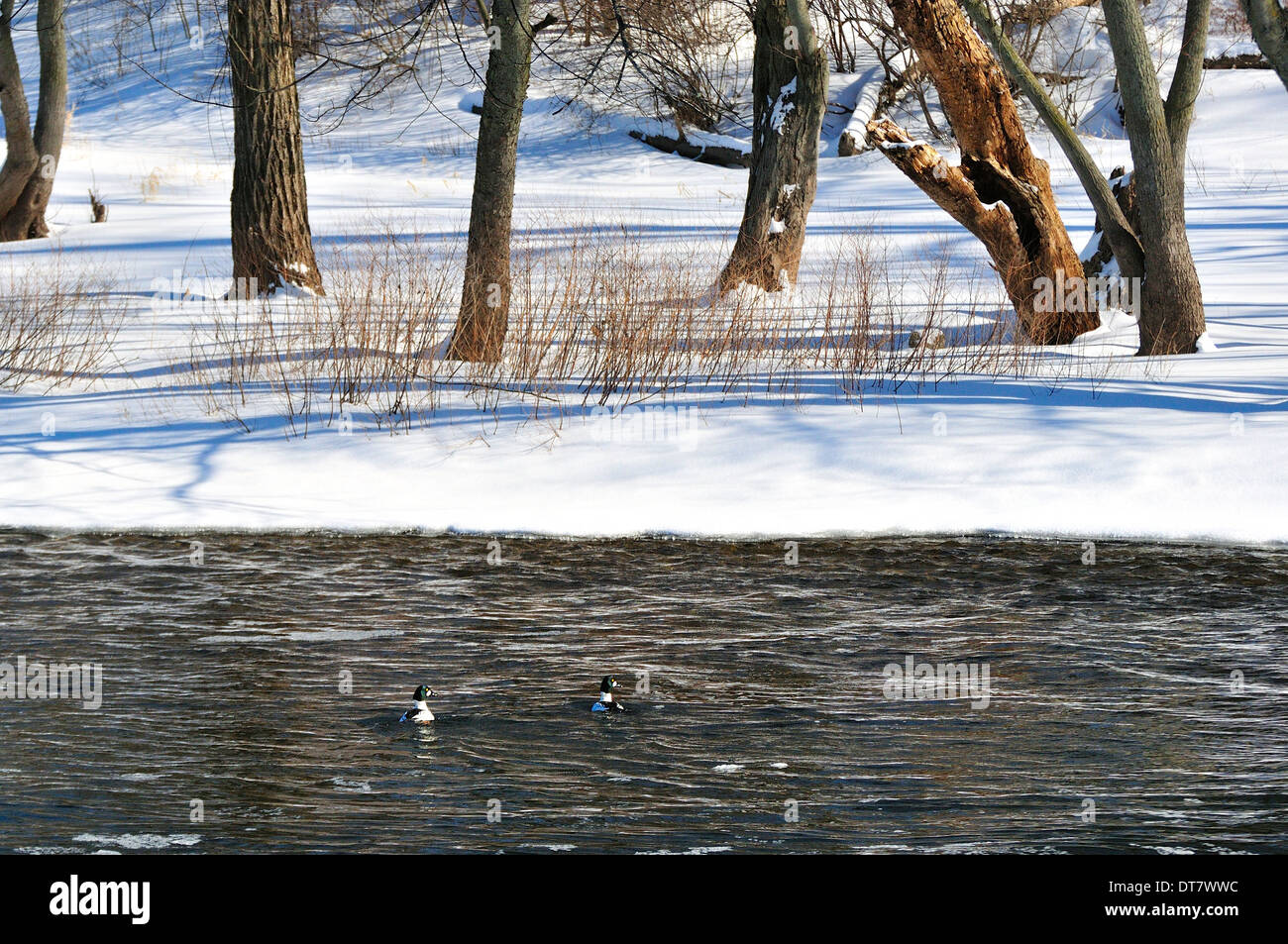 Two male Goldeneyed ducks swimming downstream in winter Stock Photo