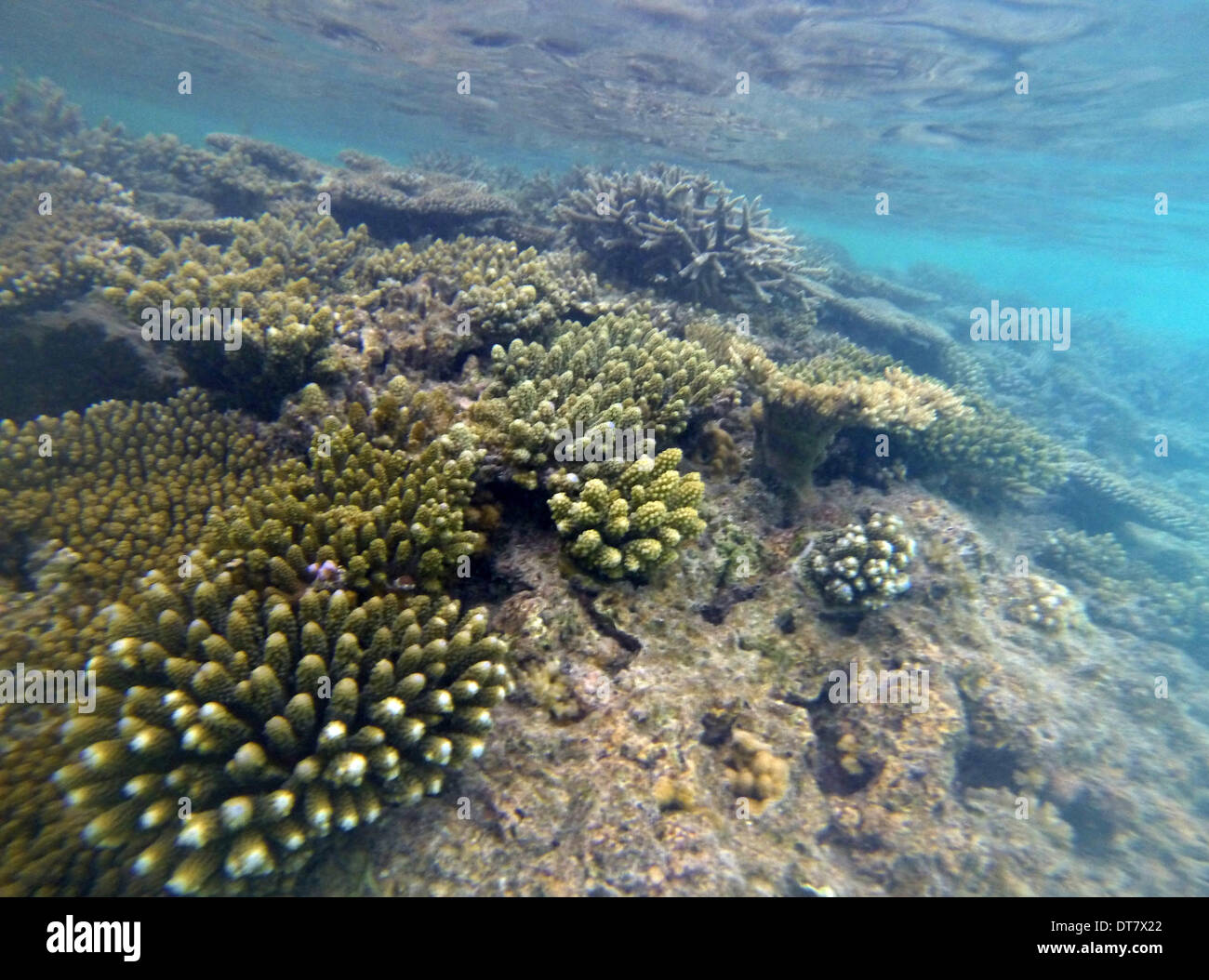 Maldives - Coral reef - January 2014 Stock Photo