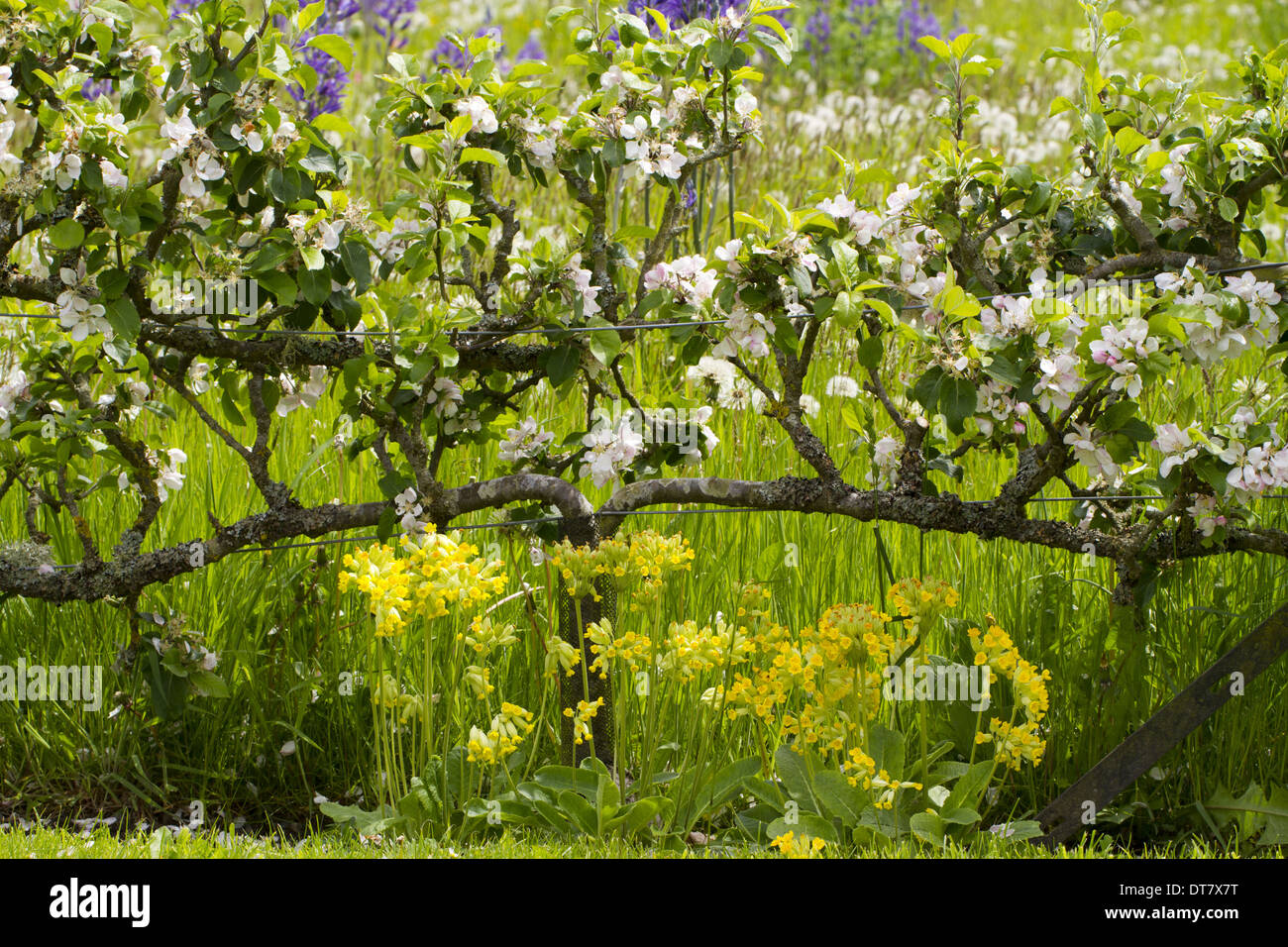 Cultivated Apple (Malus domestica) flowering, grown as two-tiered espaliers in garden, Herefordshire, England, May Stock Photo