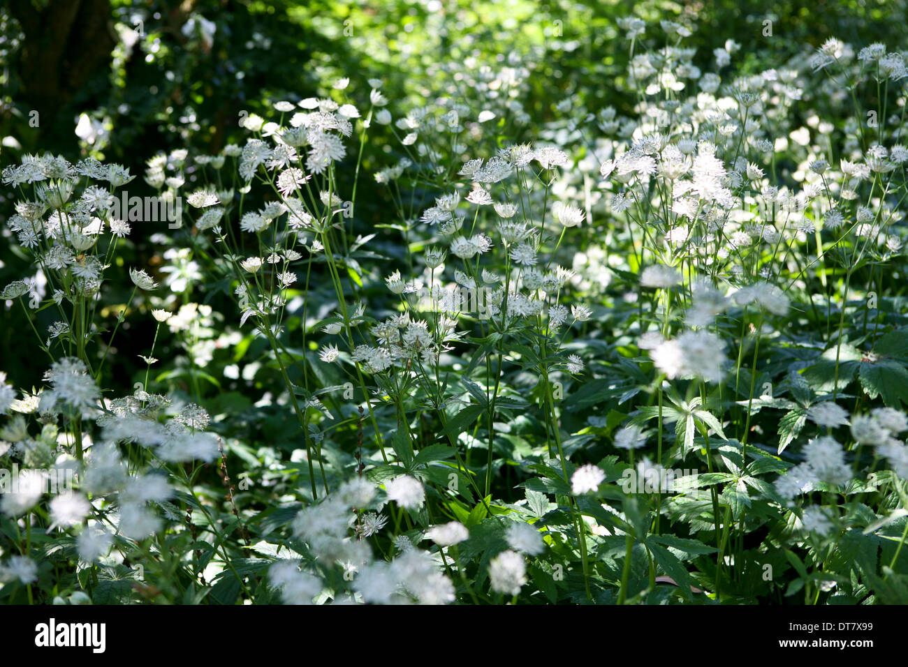 Astrantia major 'Large White' / masterwort Stock Photo