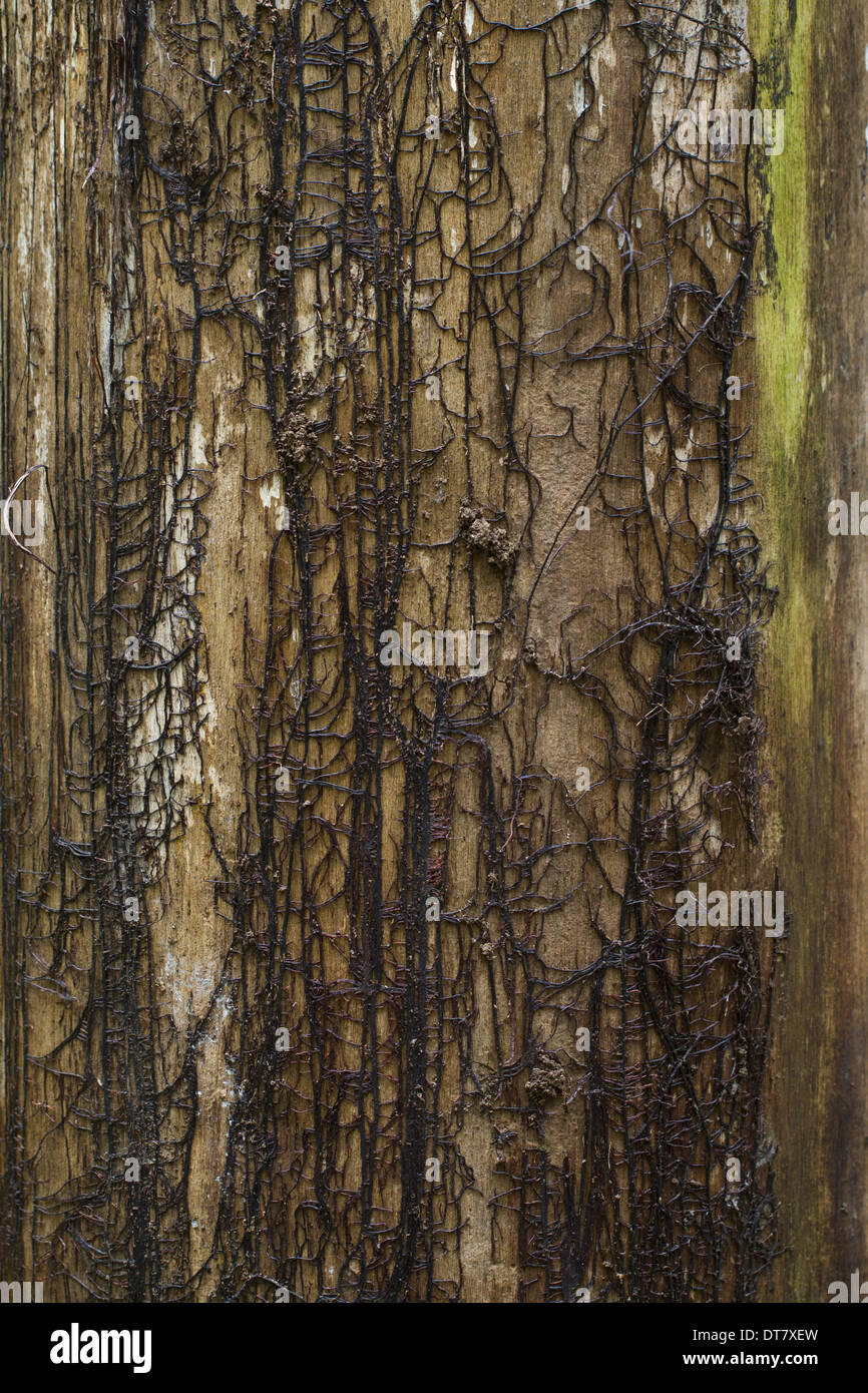 Honey Fungus (Armillaria mellea) rhizomorphs or 'bootlaces' where bark has fallen from trunk of dead tree, Powys, Wales, May Stock Photo