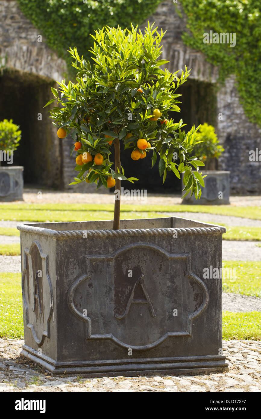 Orange (Citrus sinensis) habit, with fruit, growing in lead planter, Aberglasney Gardens, Carmarthenshire, Wales, July Stock Photo