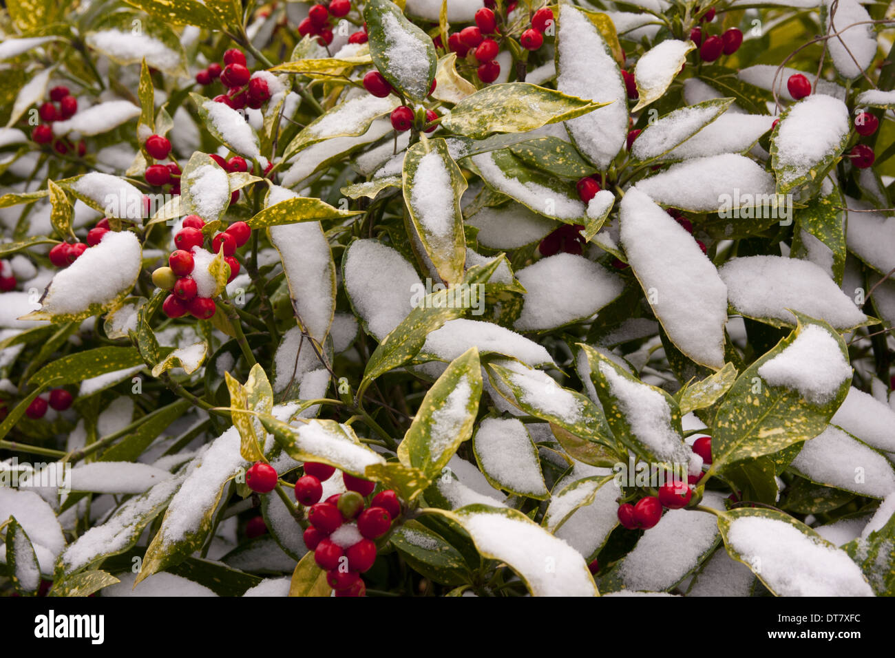 Spotted Laurel (Aucuba japonica) 'Variegata', close-up of leaves and berries, covered with snow in garden, England, March Stock Photo