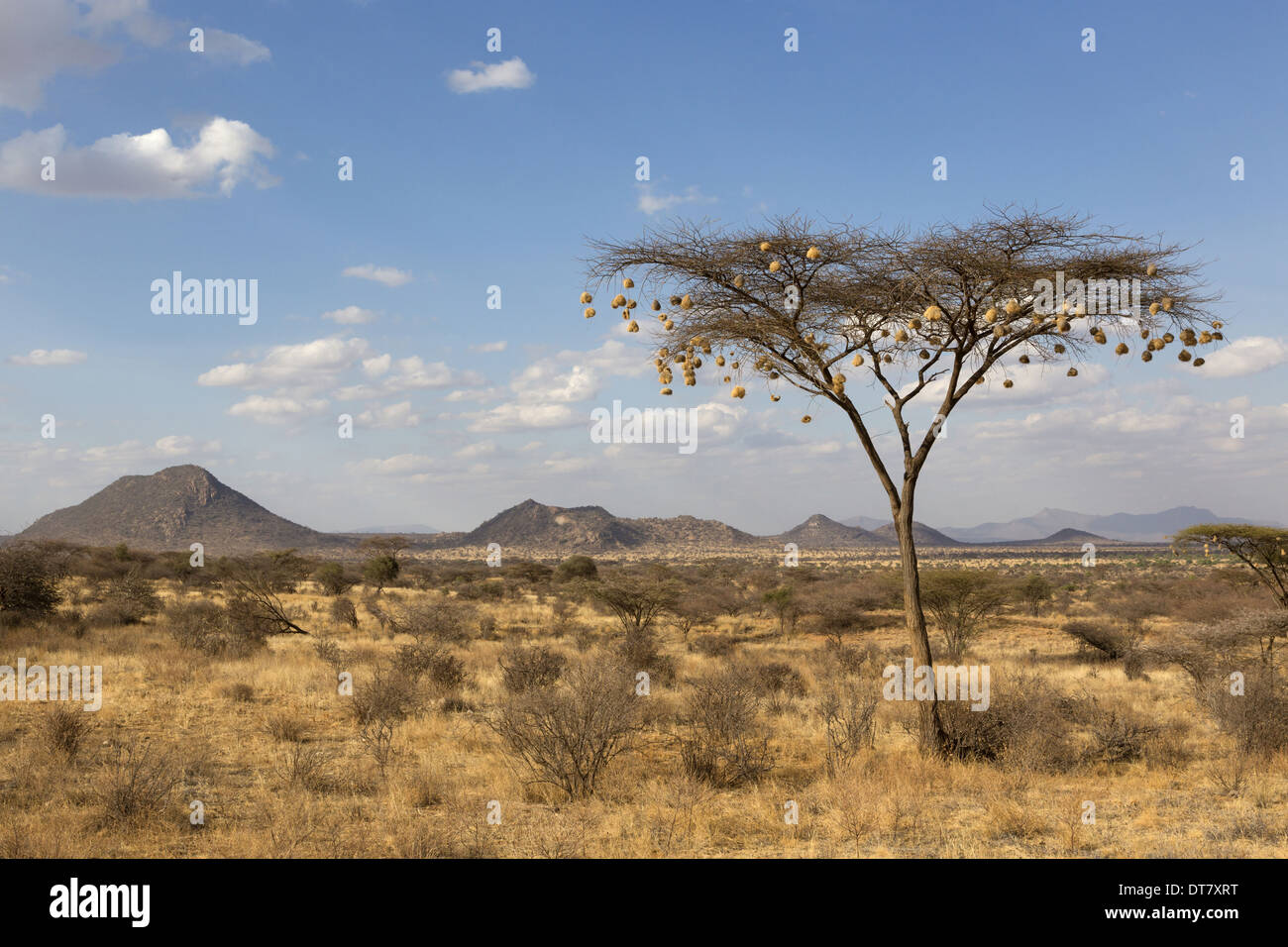 View of weaver nests hanging from acacia tree in semidesert dry Stock
