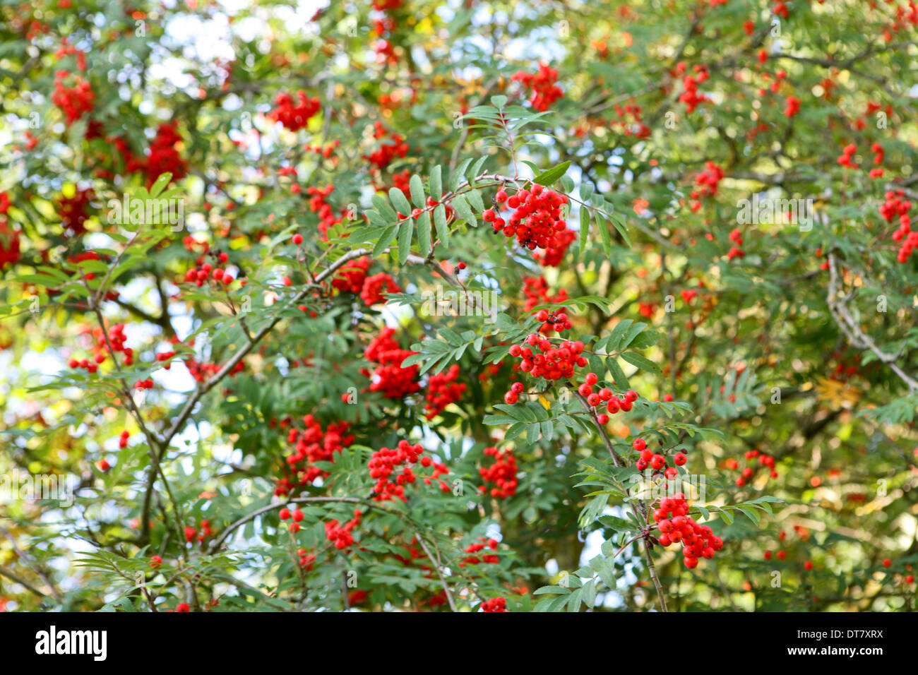 Sorbus aucuparia 'Coral Beauty' / Rowan tree Stock Photo