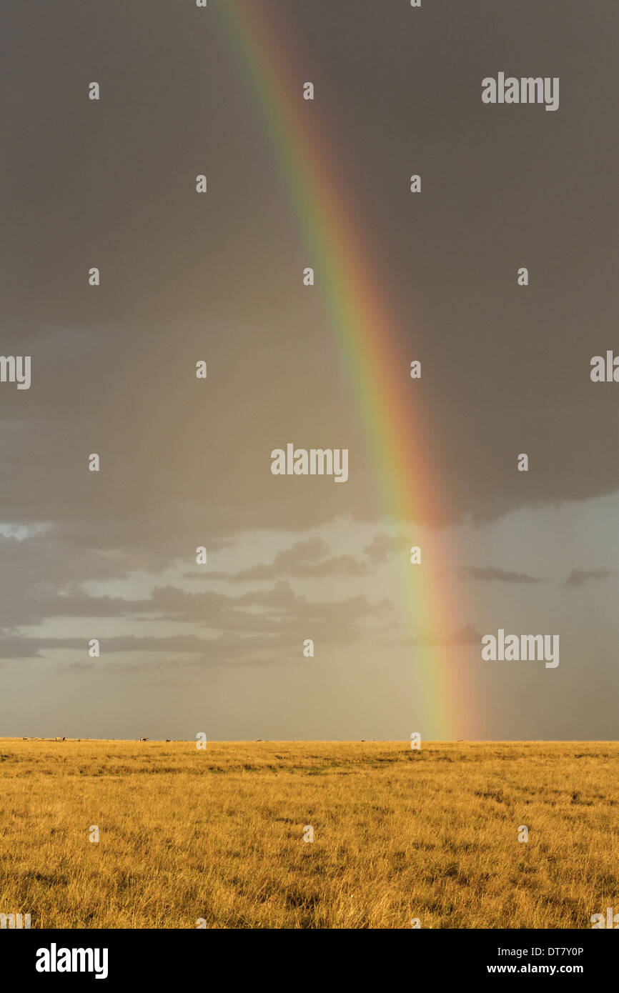 Sunlight rain kenya savannah hi-res stock photography and images - Alamy