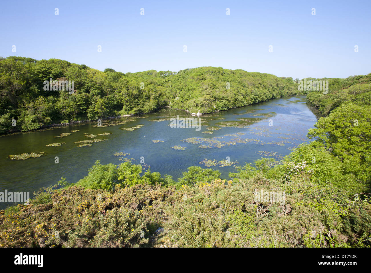 Freshwater ponds in limestone valley, Bosherton Lily Ponds, Stackpole N ...