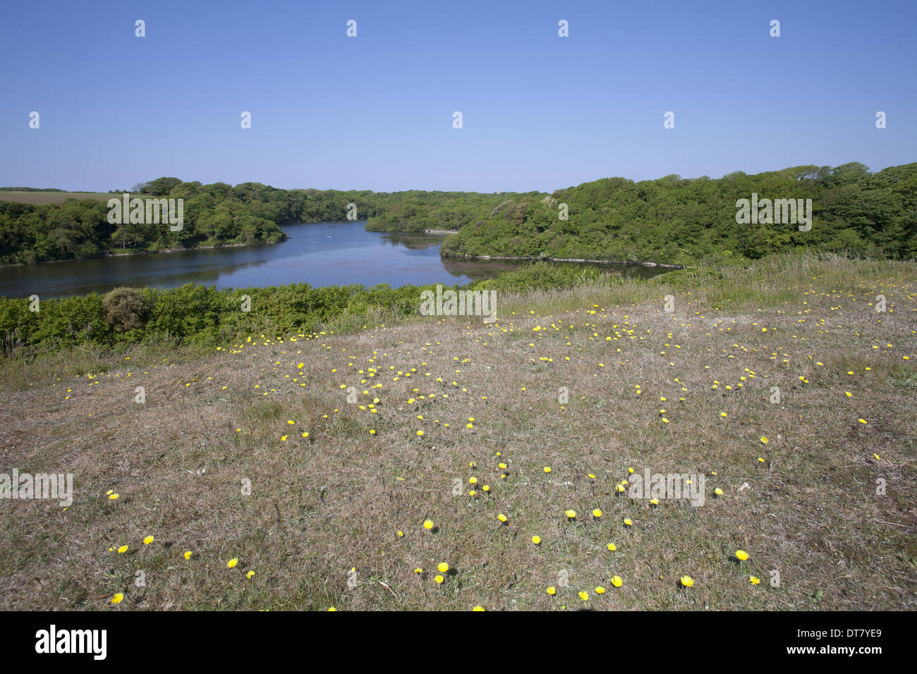 Freshwater ponds in limestone valley from sand dunes Bosherton Lily ...
