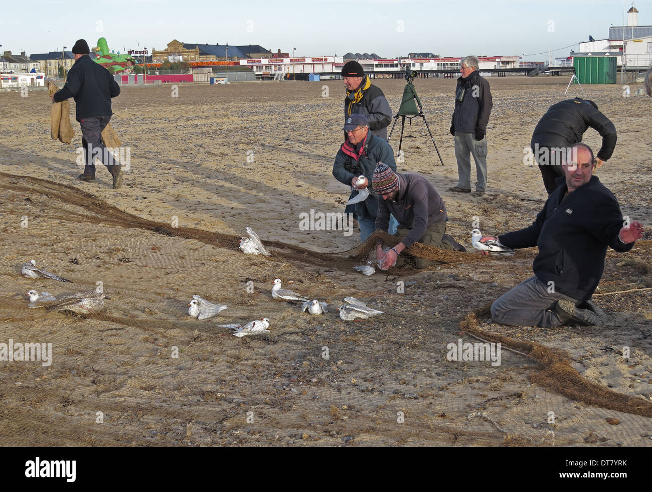 Men removing Mediterranean Gull (Larus melanocephalus) Herring Gull (Larus argentatus) and Black-headed Gull (Chroicocephalus Stock Photo