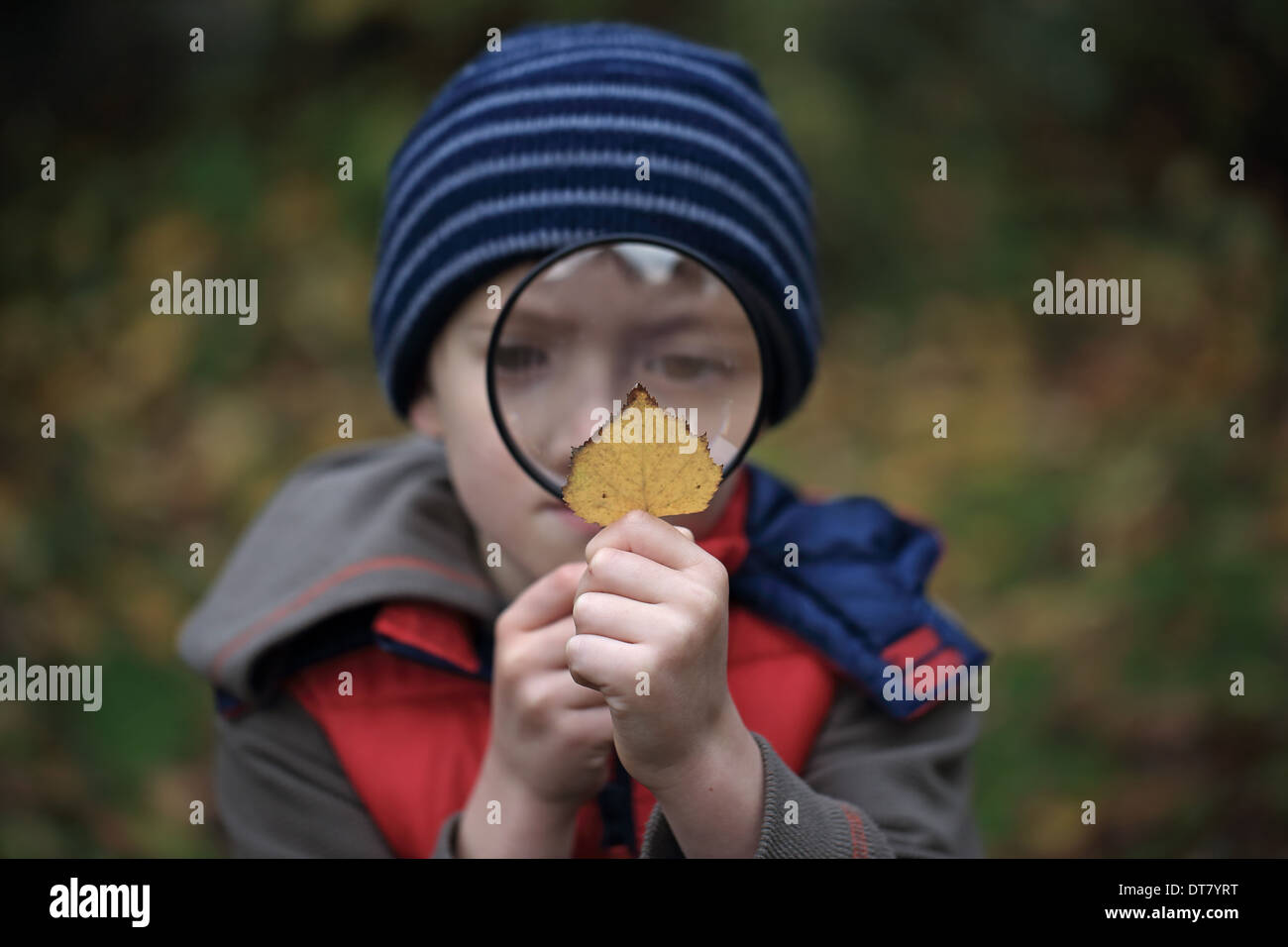 Boy looking at leaf through magnifying glass, Norfolk, England, November Stock Photo