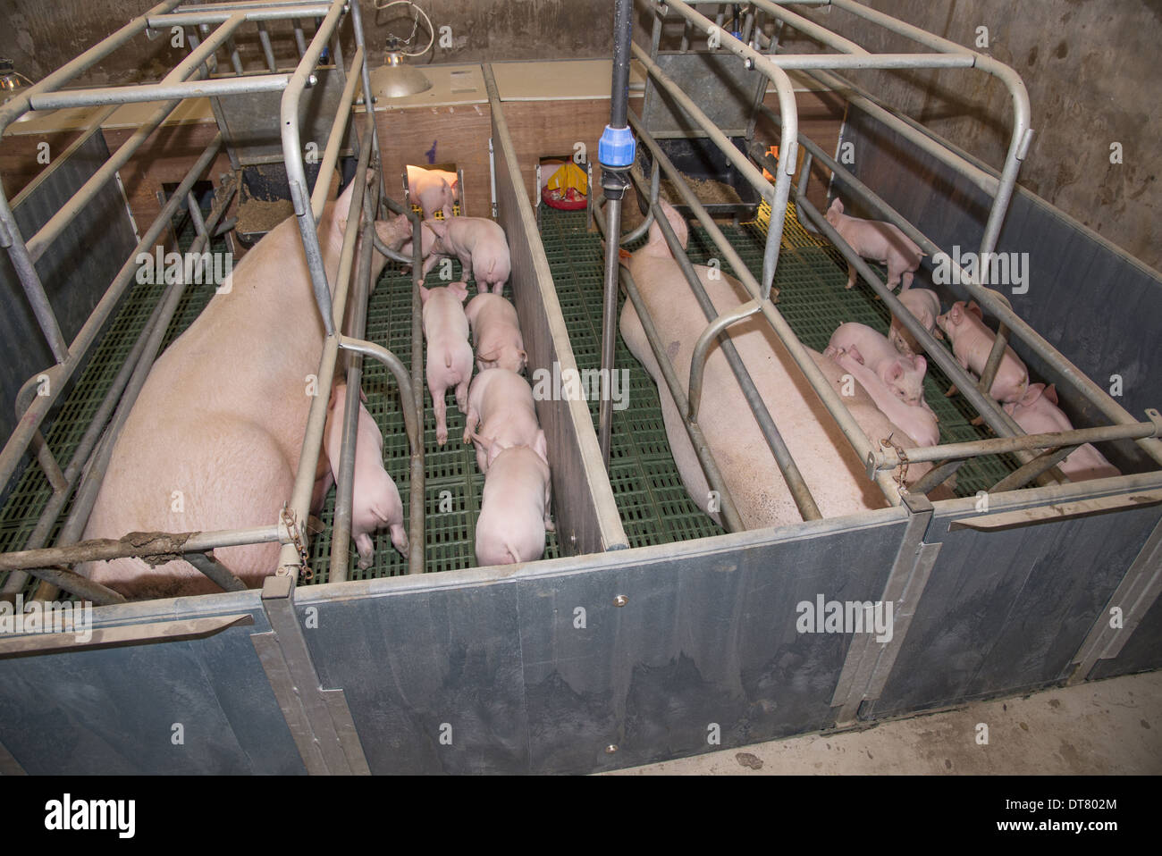 Pig farming, sows and three-weeks old piglets, in farrowing pens, Yorkshire, England, October Stock Photo