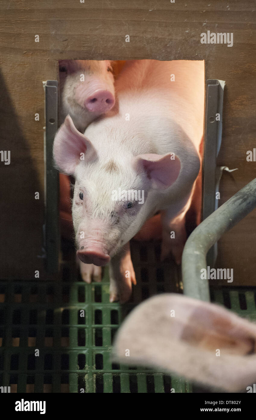 Pig farming, three-weeks old piglets, under heat lamp in farrowing pen, Yorkshire, England, October Stock Photo