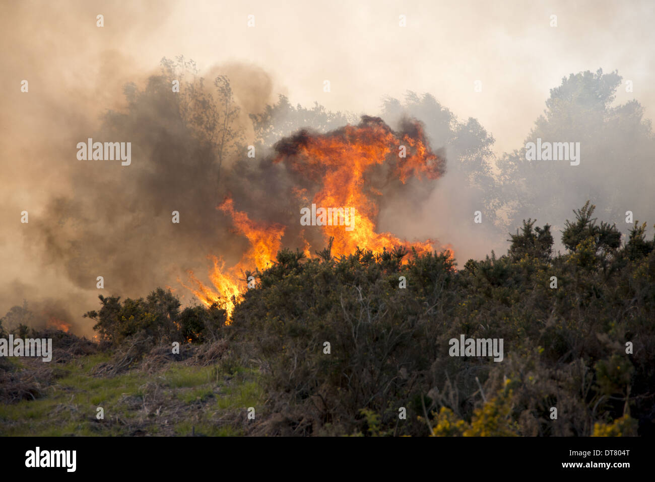 Fire on heathland caused by either carelessness or arson, Ashdown Forest, East Sussex, England, June Stock Photo