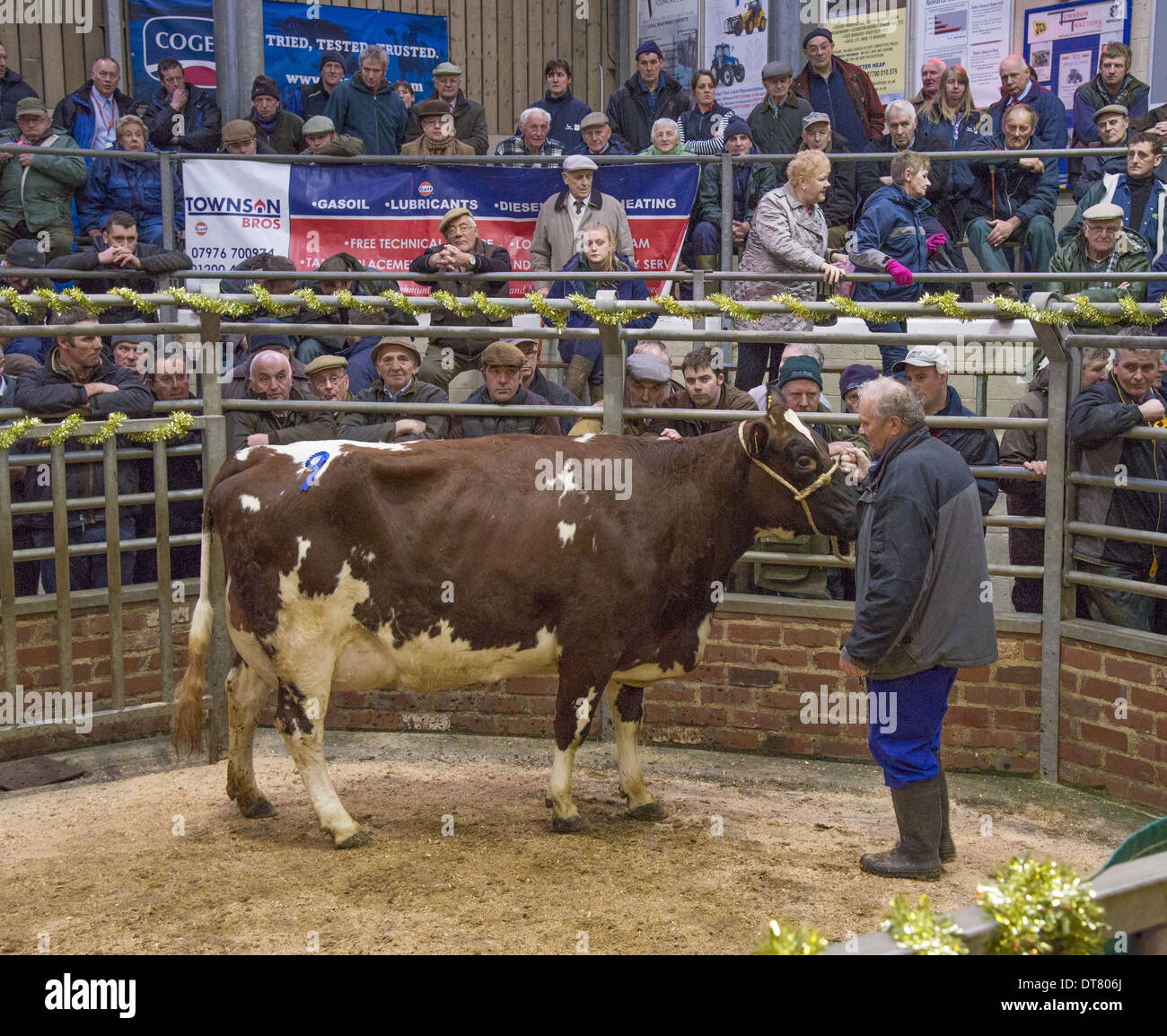 Livestock market, selling Ayrshire dairy cow in auction ring, Gisburn, Lancashire, England, December Stock Photo