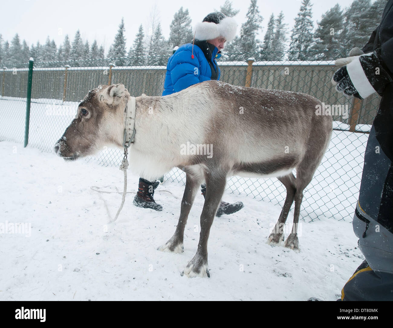 Umea, Vasterbotten, Sweden. 1st Feb, 2014. 1 February 2014, Umea, Sweden: A family of Sami reindeer herders assemble their herd for transport to Umea where they will perform at the opening ceremonies for Umea's year as the 2014 Culture Capital of Europe. This family lives and manages their herd far to the north, near the town of Jokkmokk. Family patriarch, Per-Olof Kuhmanen (blue down jacket) calls himself a ''reindeer man, '' indicating that he feels not as the owner of a herd but part of it. The indiginous Sami people, who have lived for thousands of years in a region spreading across Stock Photo