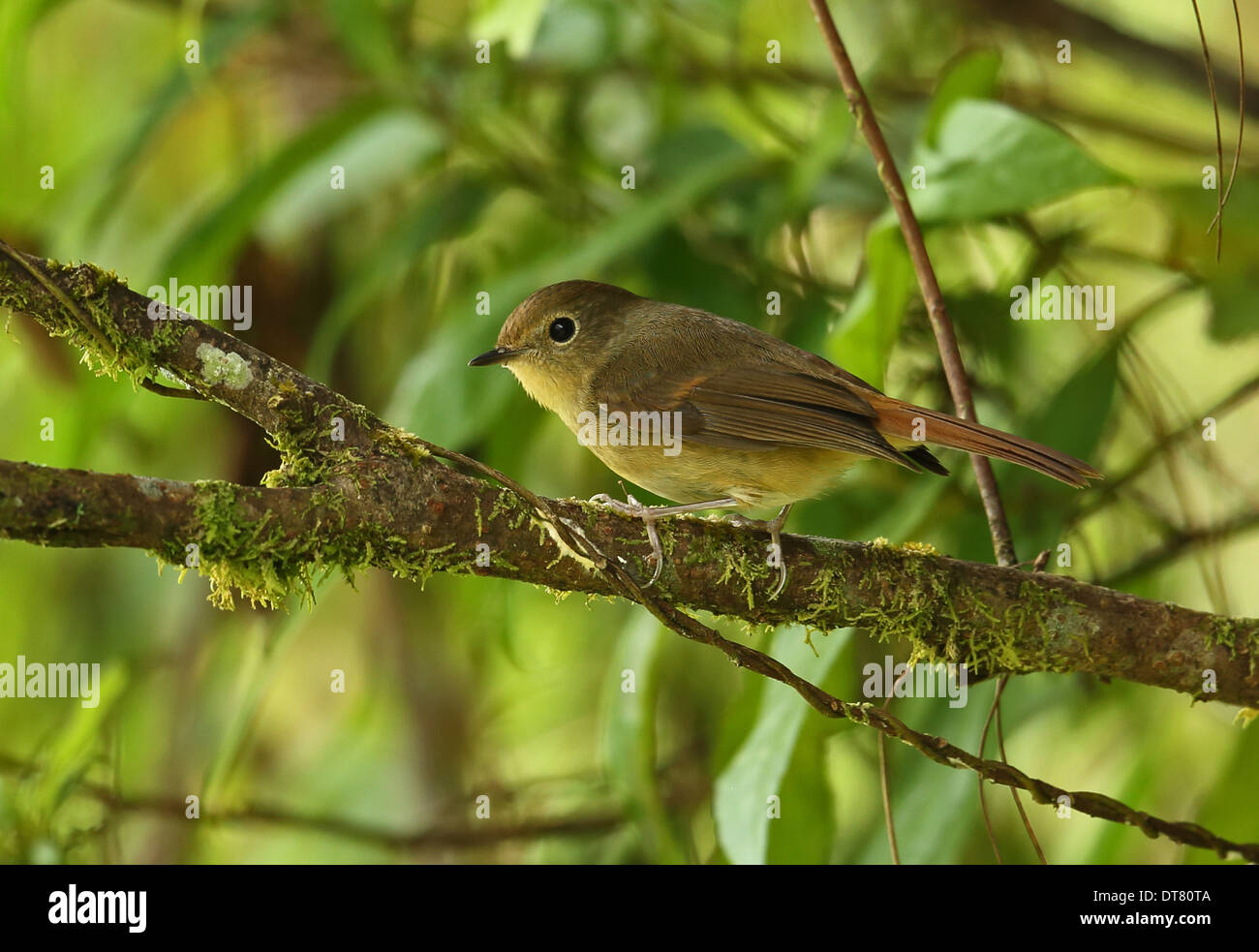 Slaty-blue Flycatcher (Ficedula tricolor diversa) adult female perched on twig Doi Inthanon N.P. Chiang Mai Province Thailand Stock Photo