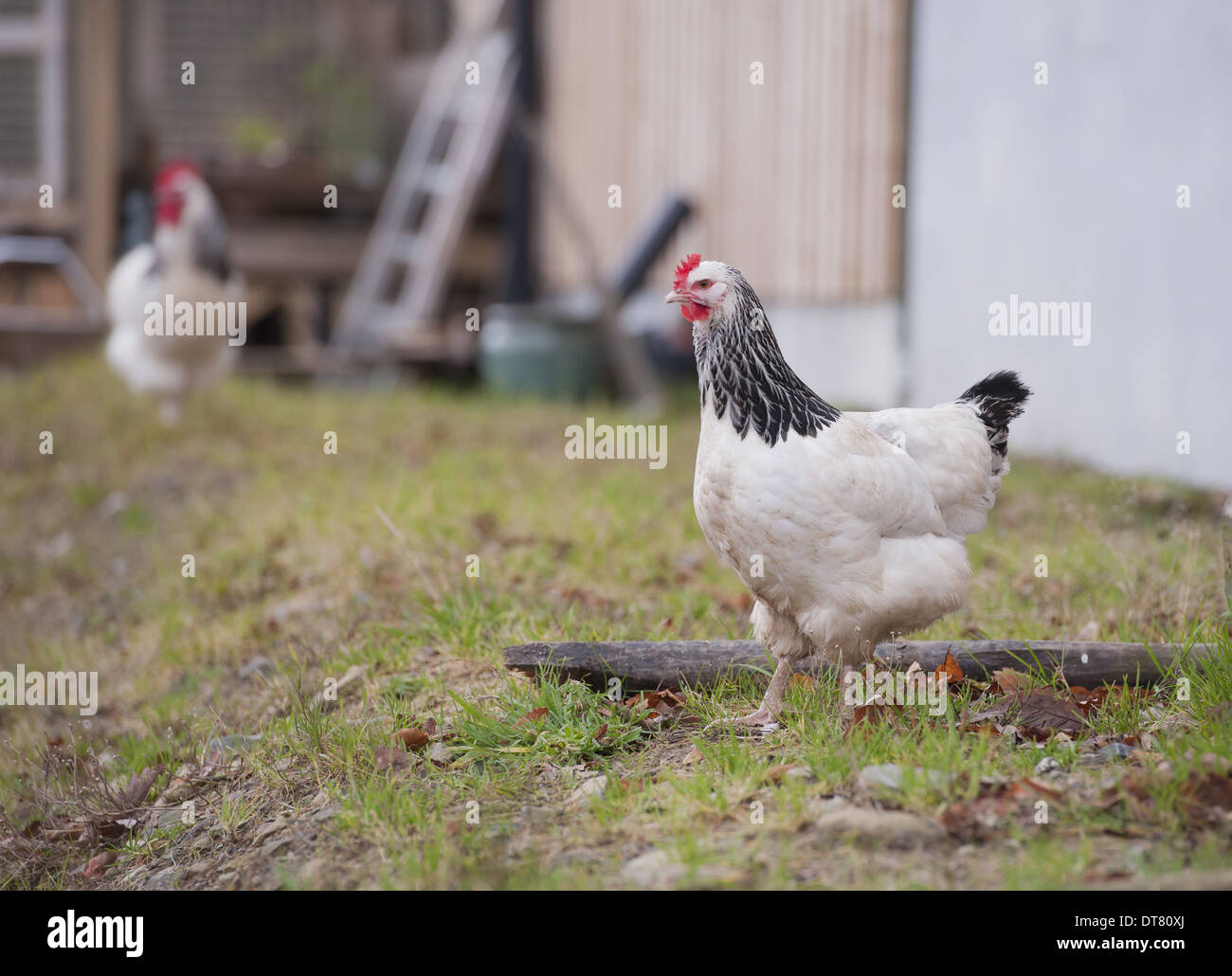 Domestic Chicken, Light Sussex, freerange hen, standing on grass, Lake