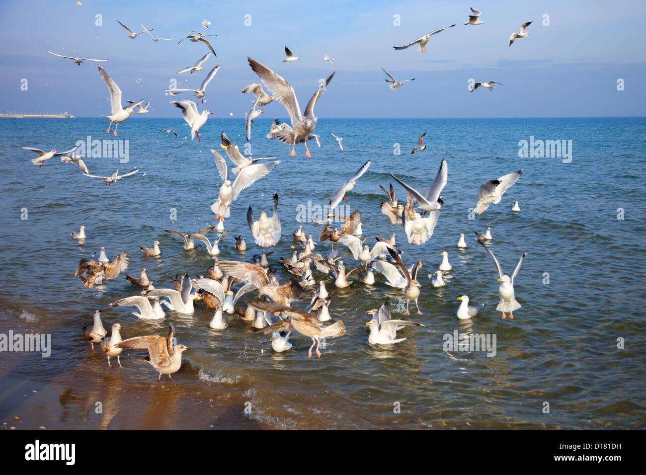Group of seagulls flying over the Baltic Sea Stock Photo - Alamy