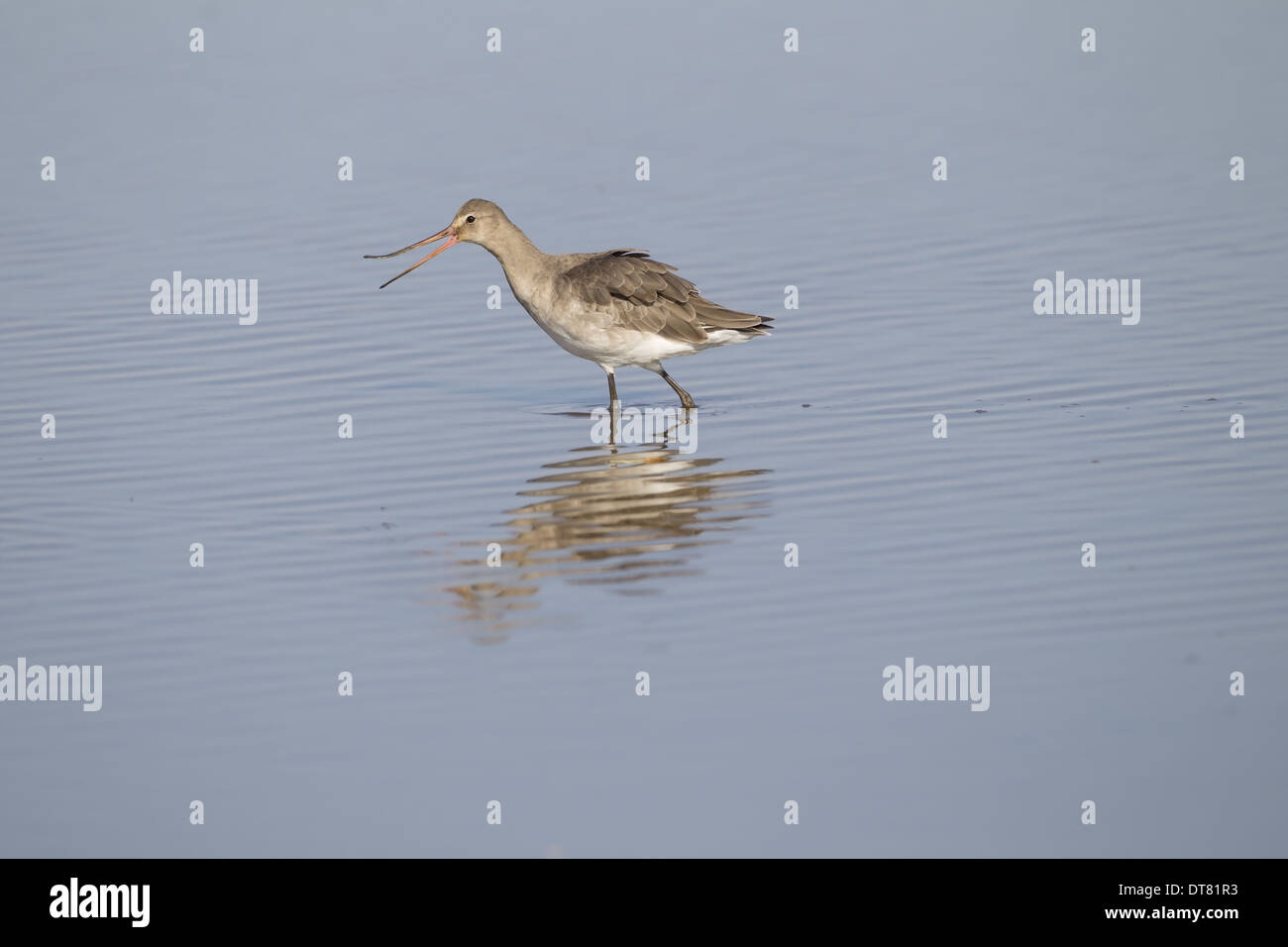 Black-tailed Godwit (Limosa limosa) adult non-breeding plumage with beak open showing flexibility of tip wading in shallow Stock Photo