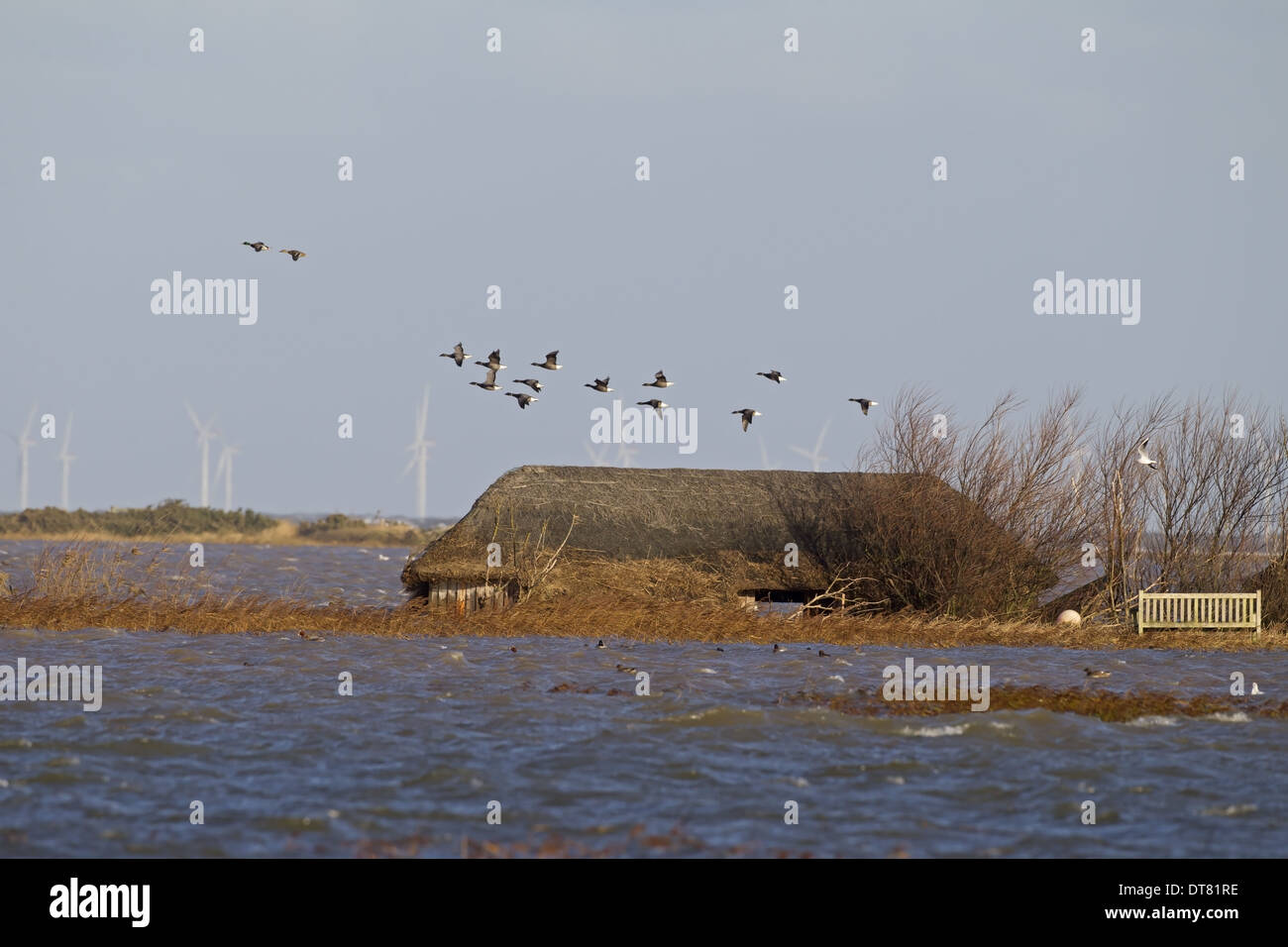 Brent Goose (Branta bernicla) flock in flight over flooded coastal marshland habitat and partially submerged birdwatching hide Stock Photo