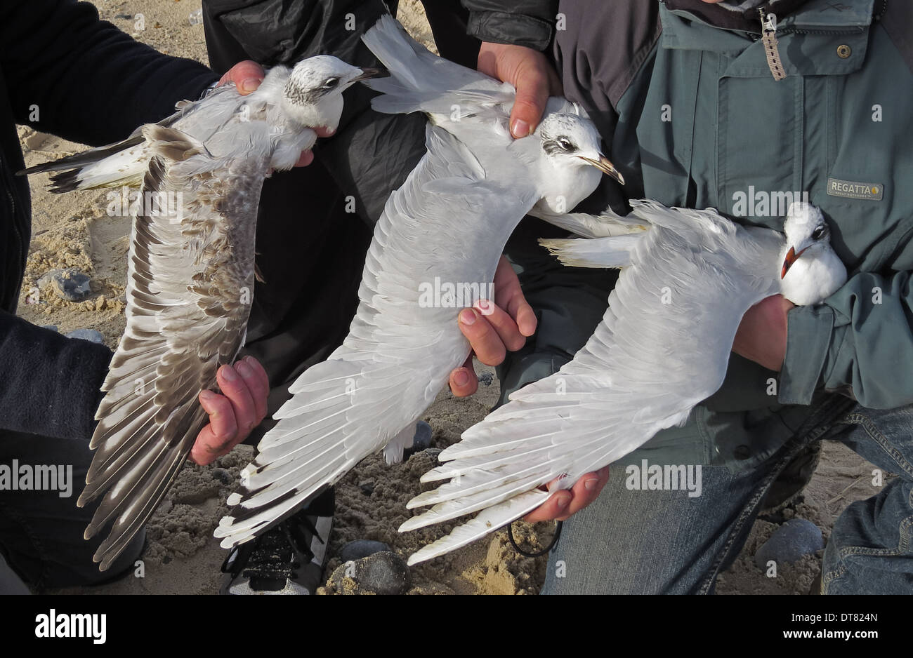 Mediterranean Gull (Larus melanocephalus) first winter plumage second winter plumage and adult winter plumage held in hands for Stock Photo