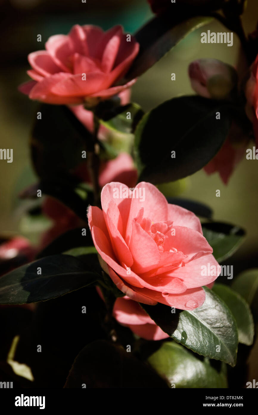 Pink Camellia flower in bloom Stock Photo
