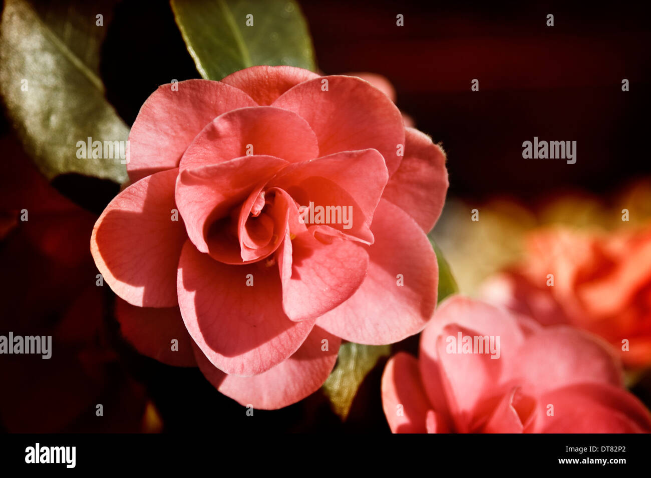 Pink Camellia flower in bloom Stock Photo