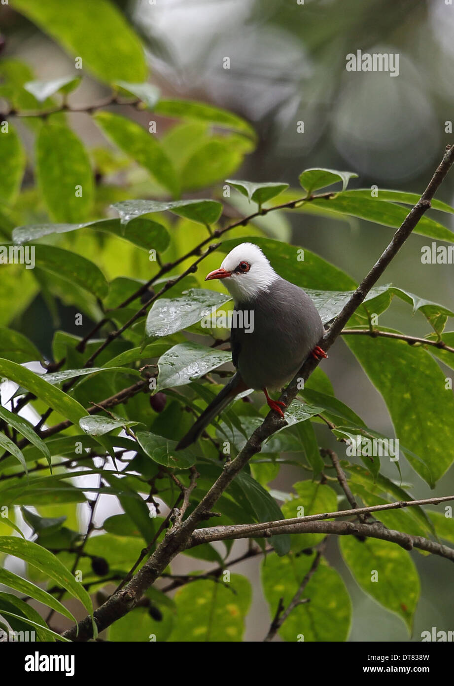 White-headed Bulbul (Hypsipetes thompsoni) adult perched in fruiting tree Doi Inthanon N.P. Chiang Mai Province Thailand Stock Photo