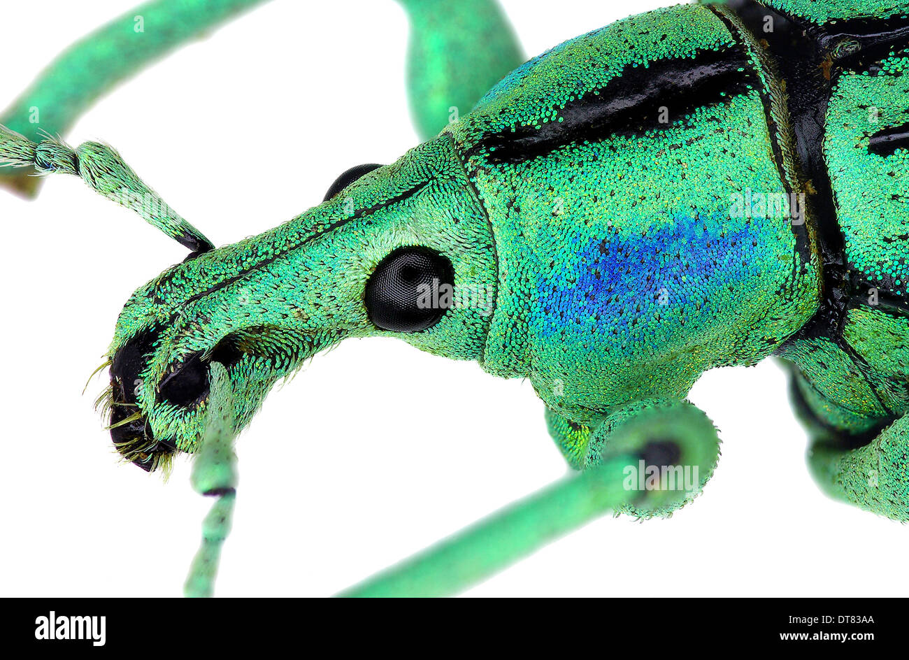 Extreme close up of azure weevil Eupholus cuvieri Stock Photo