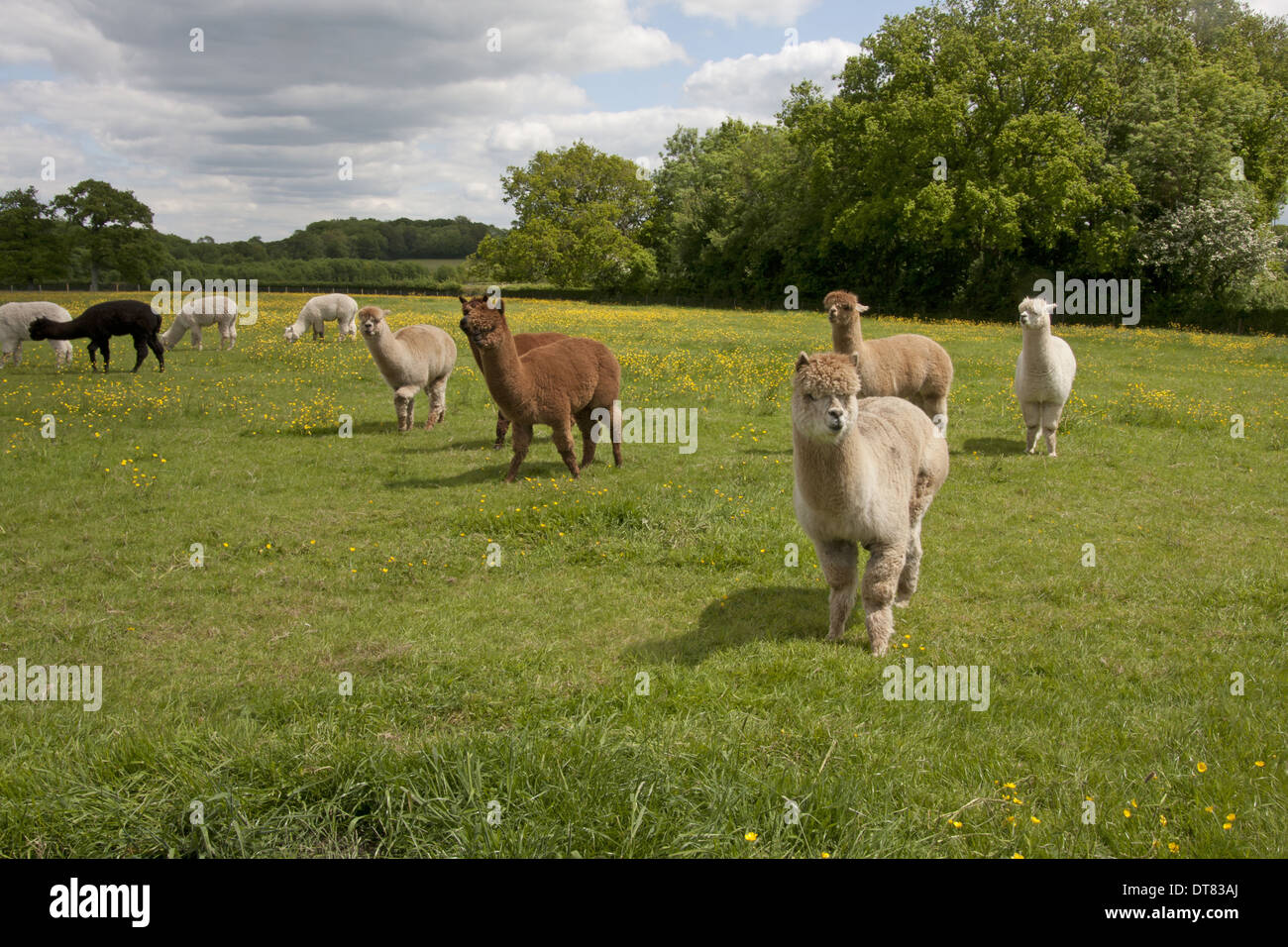 Alpaca (Lama pacos) adults, herd standing in pasture, West Sussex, England, June Stock Photo