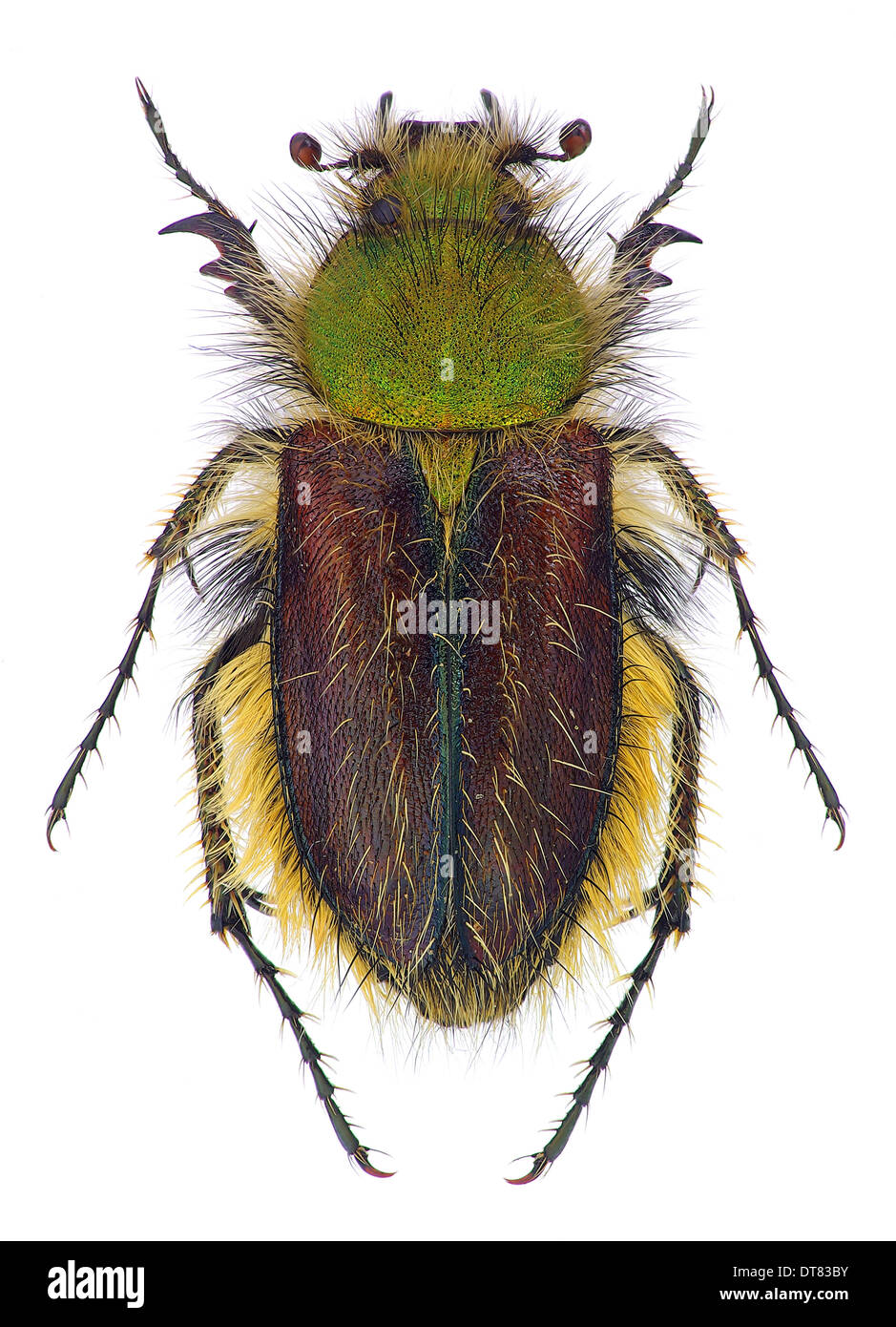Bumblebee scarab beetle (Pygopleurus foina, Glaphyridae) Stock Photo