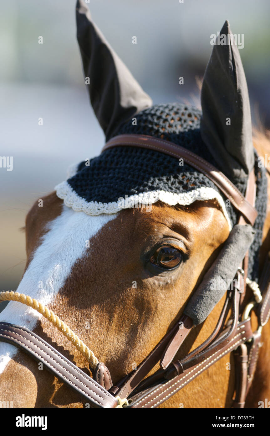 Horse wearing ear covers Stock Photo Alamy
